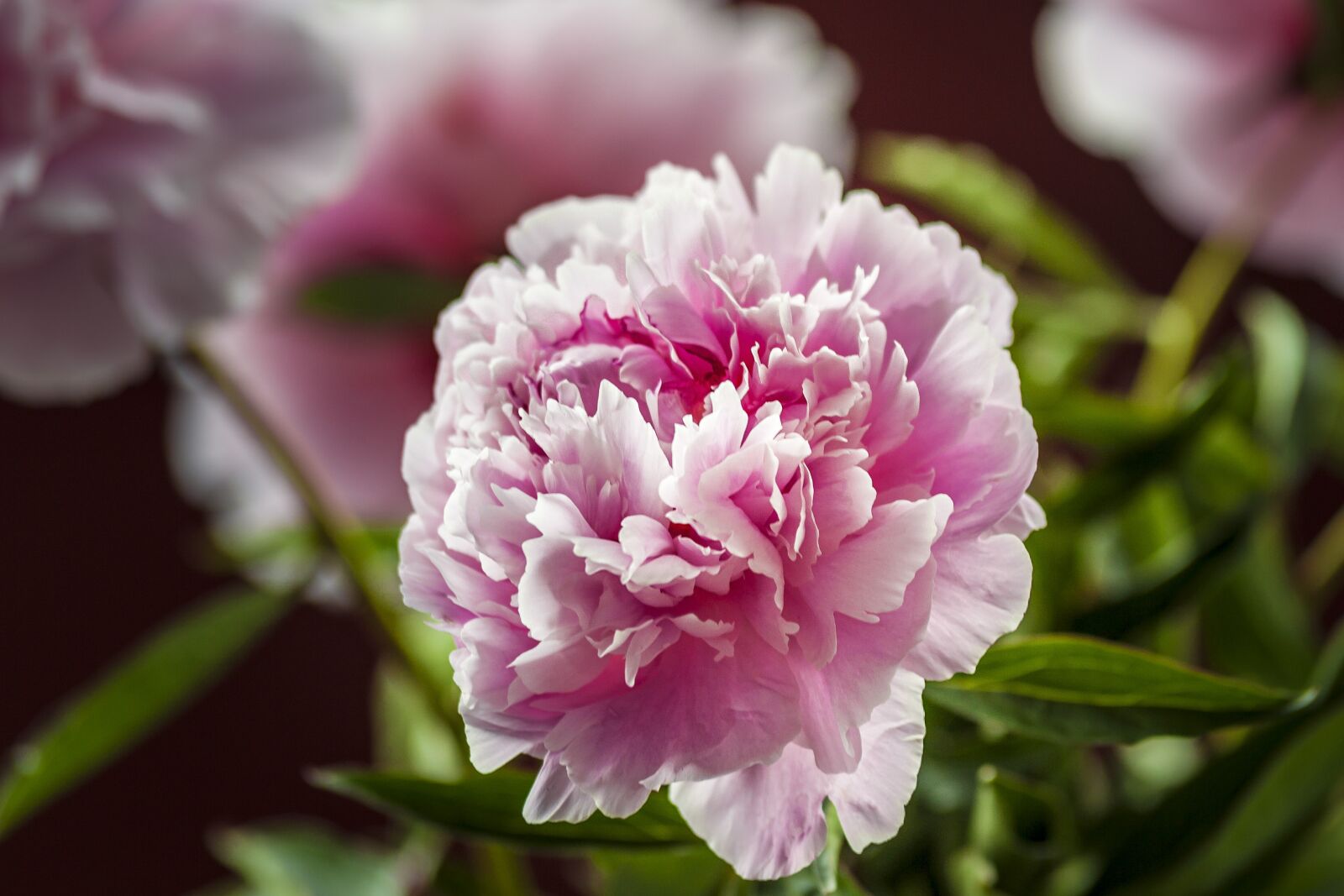 Canon EOS 5D Mark II sample photo. Plant, blossom, bloom photography