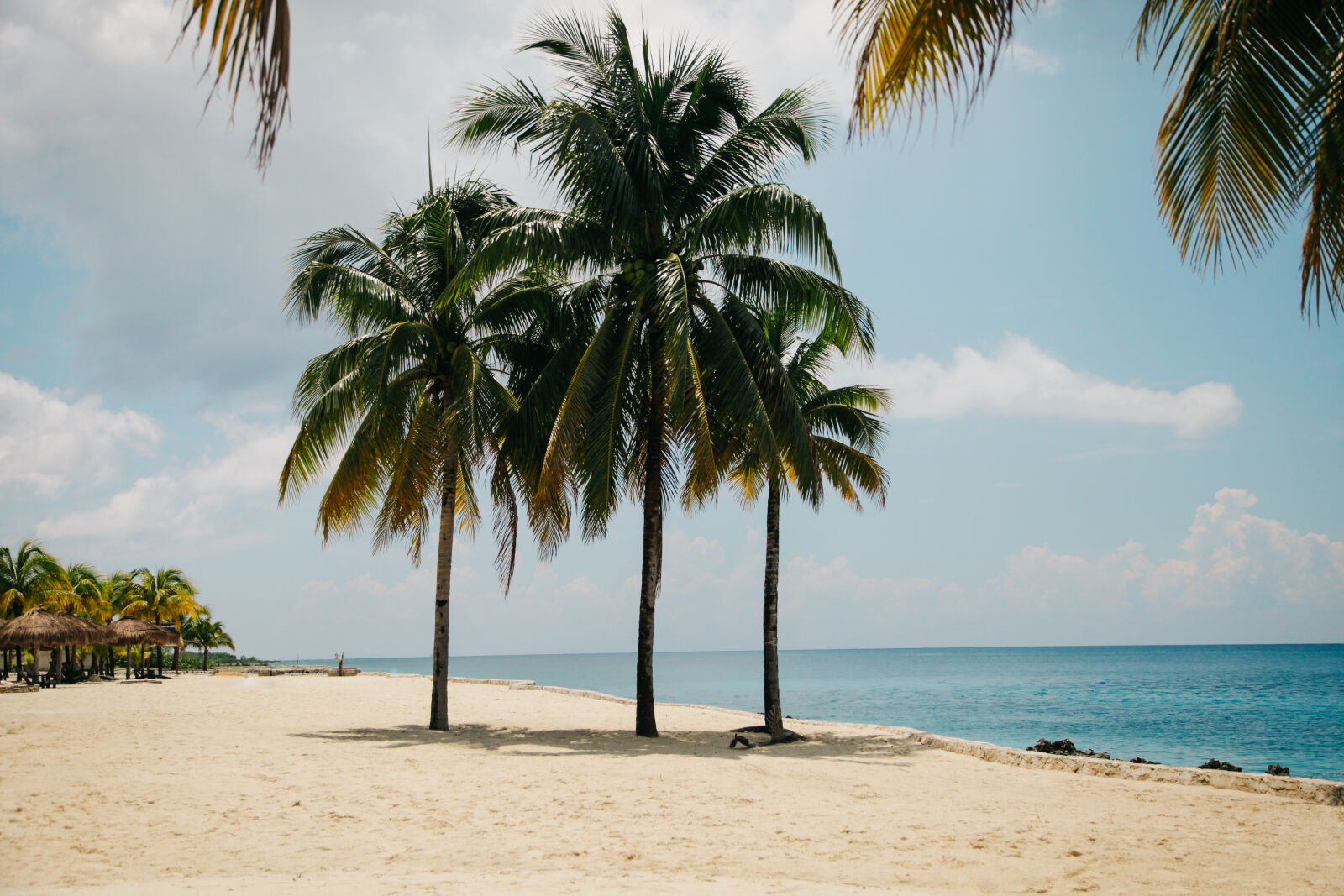 Canon EF 24-105mm F4L IS USM sample photo. Coconut, tree, on, the photography