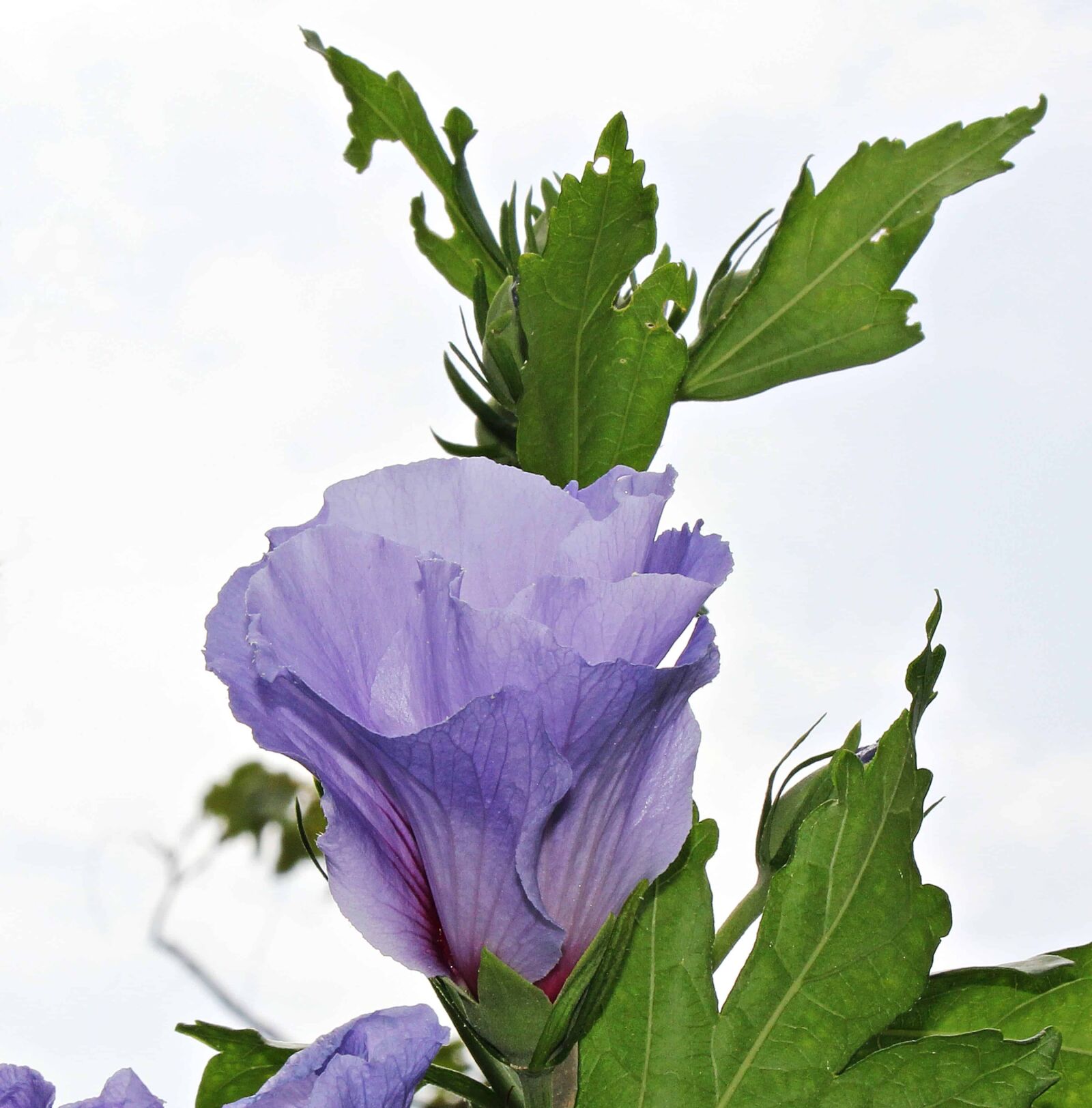 Canon EOS 550D (EOS Rebel T2i / EOS Kiss X4) sample photo. Summer, nature, leaf, flower photography