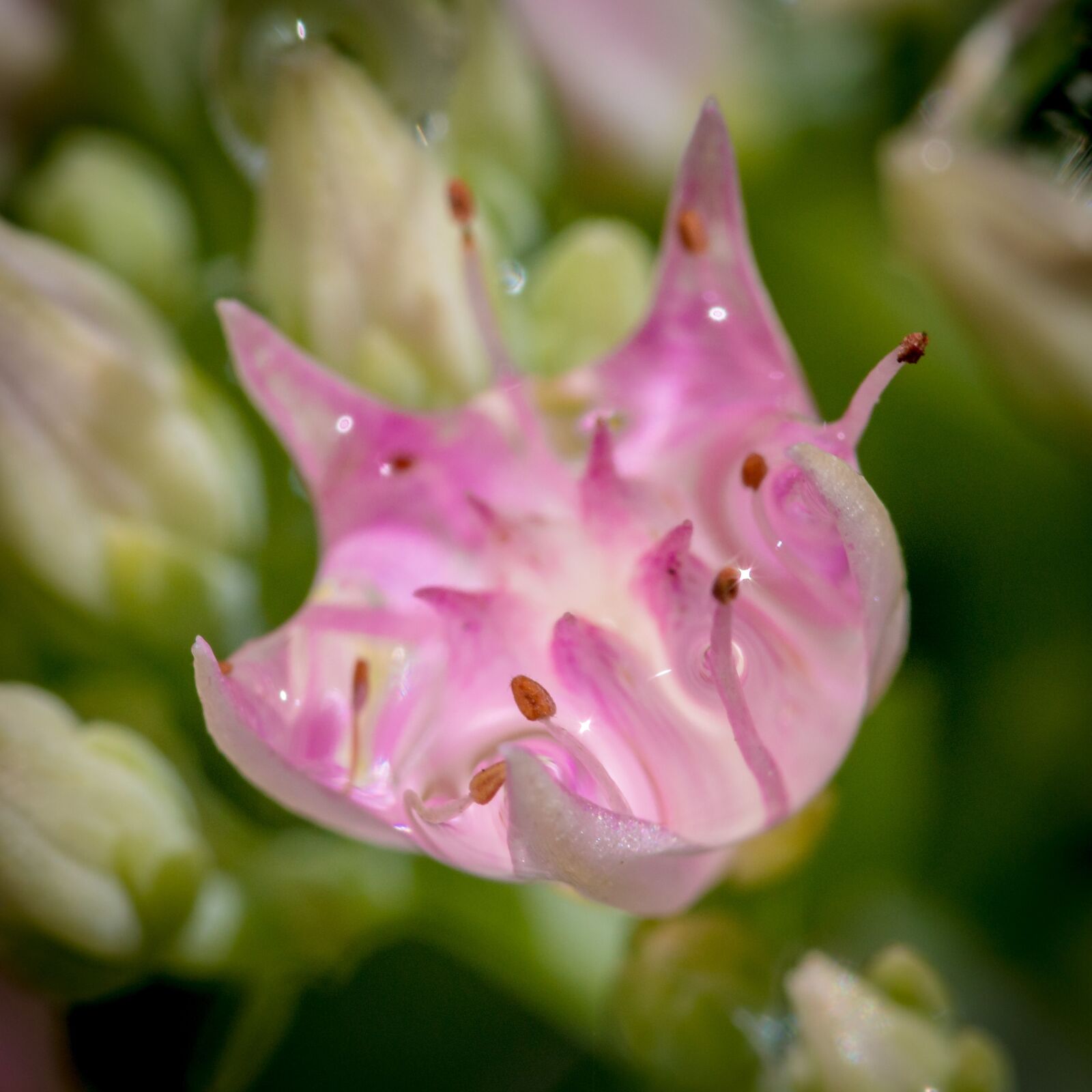 Canon EOS 70D sample photo. Blossom, bloom, small photography