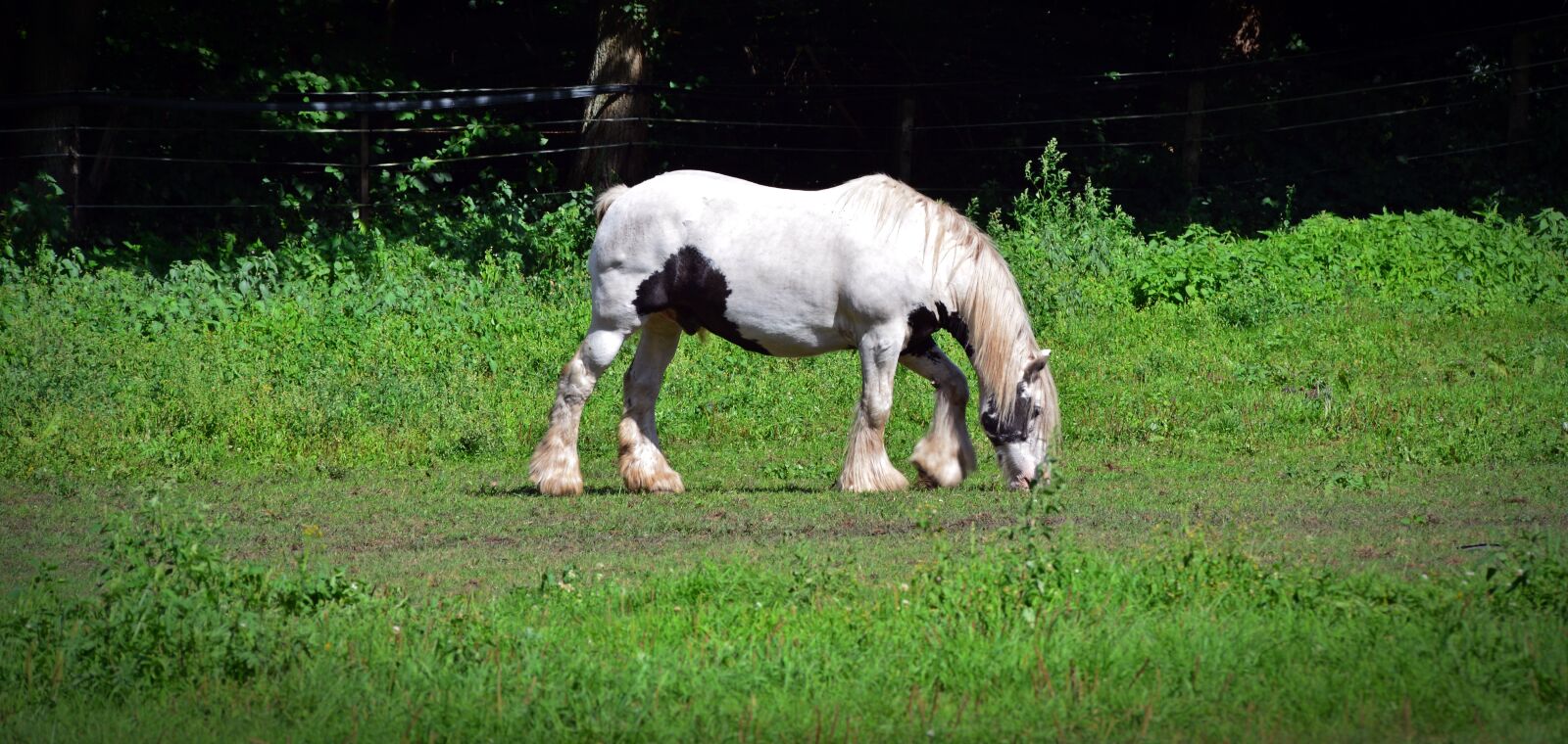 Nikon D5200 sample photo. Horse, stallion, cold blooded photography