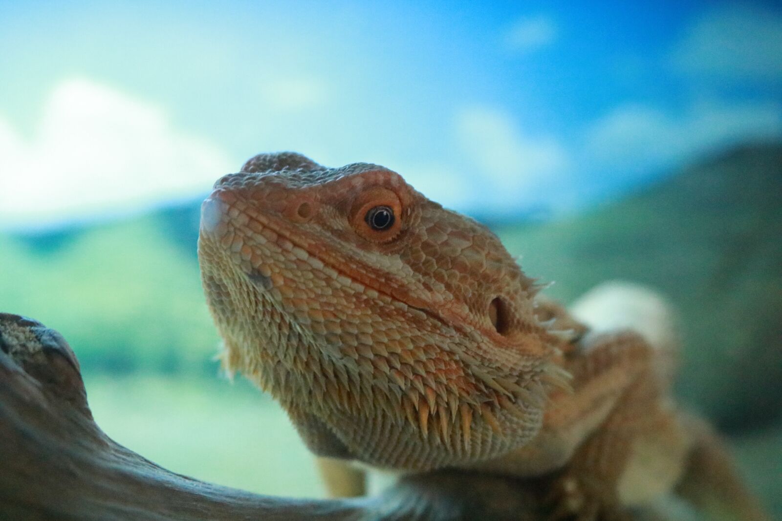 Canon EOS 750D (EOS Rebel T6i / EOS Kiss X8i) sample photo. Reptile, lizard, dragon photography