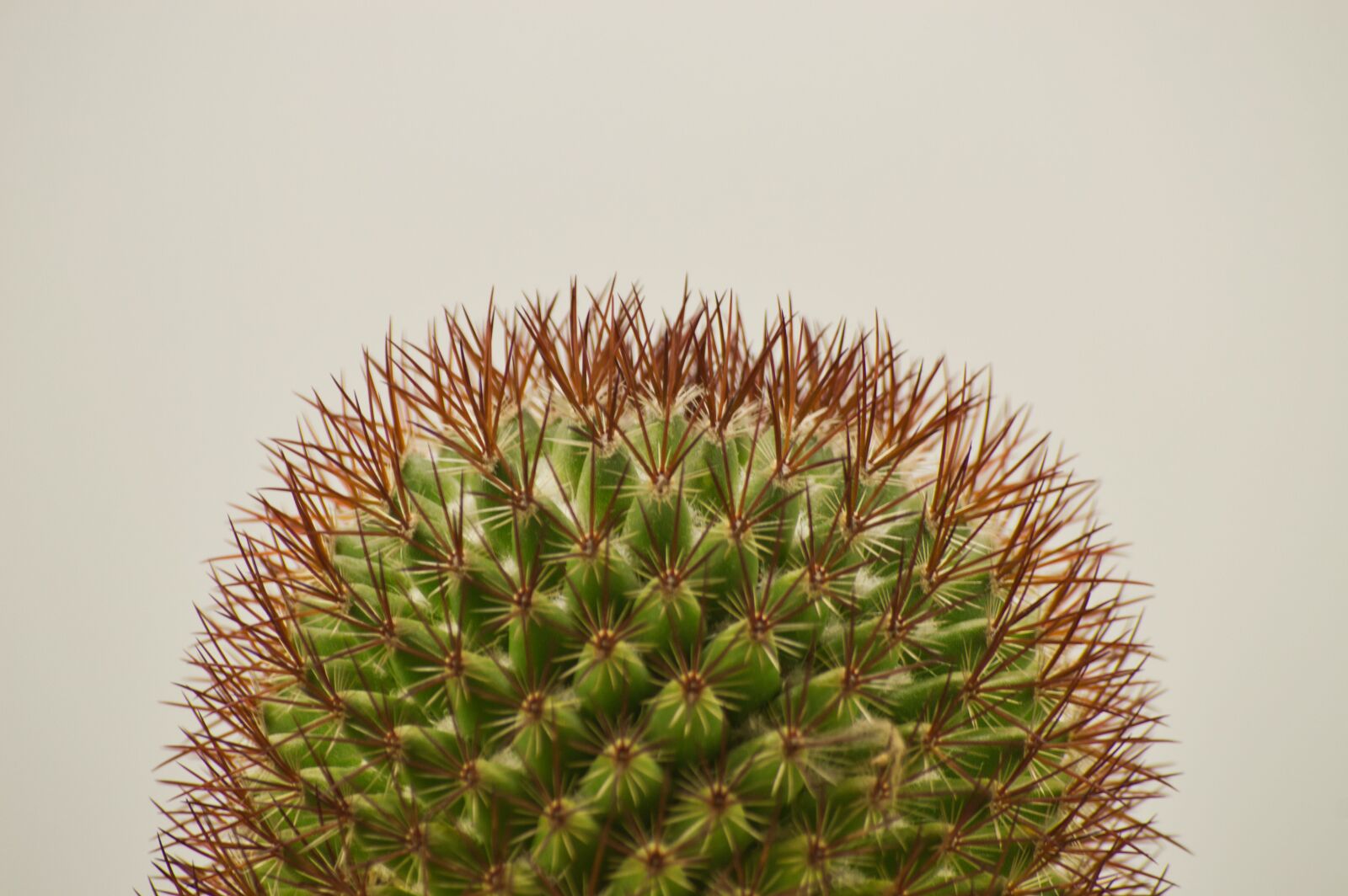 Nikon D3200 sample photo. Costa rica, cactus, exotic photography