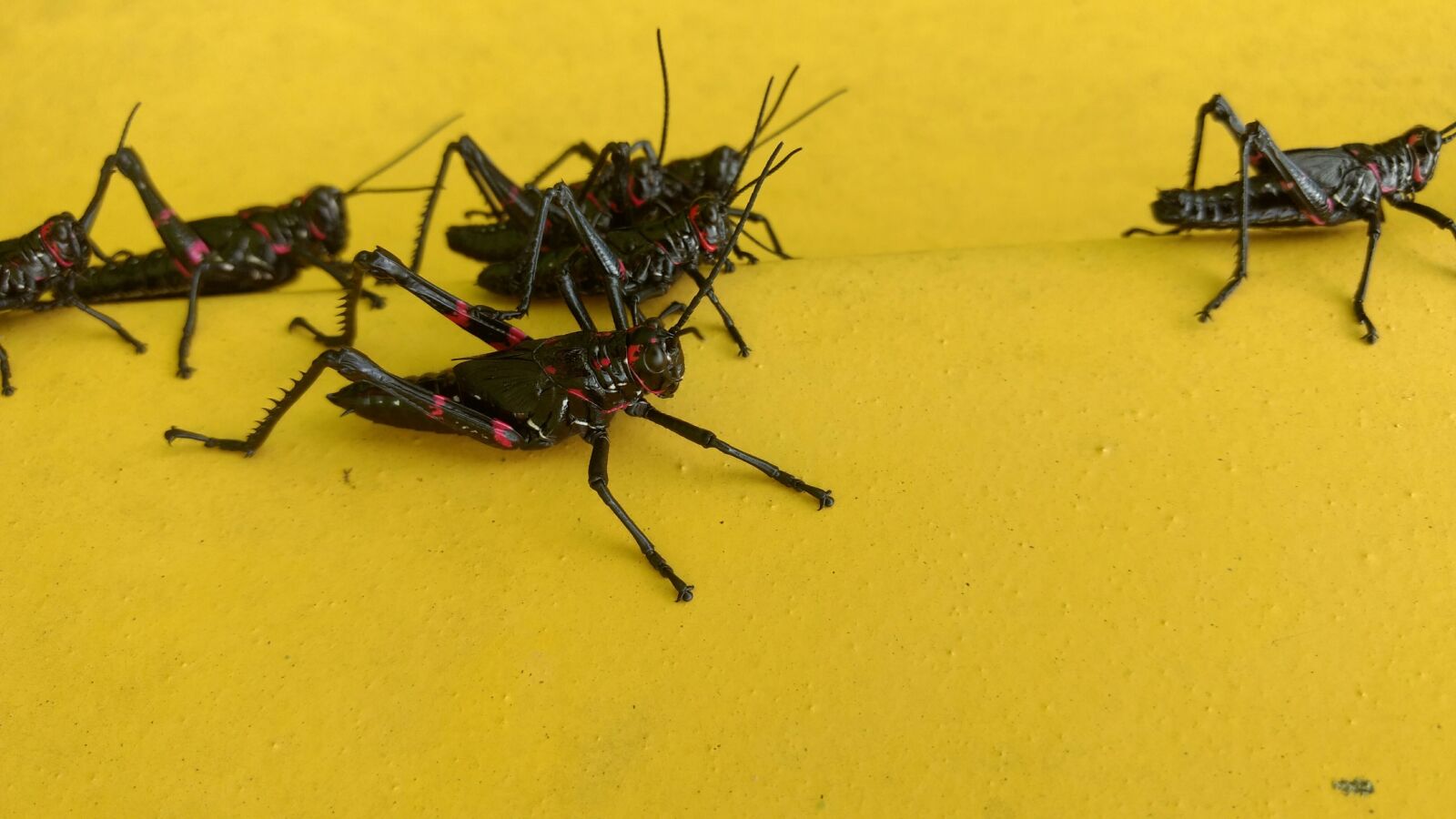 Motorola Moto G (4) sample photo. Insect, brazil, nature photography