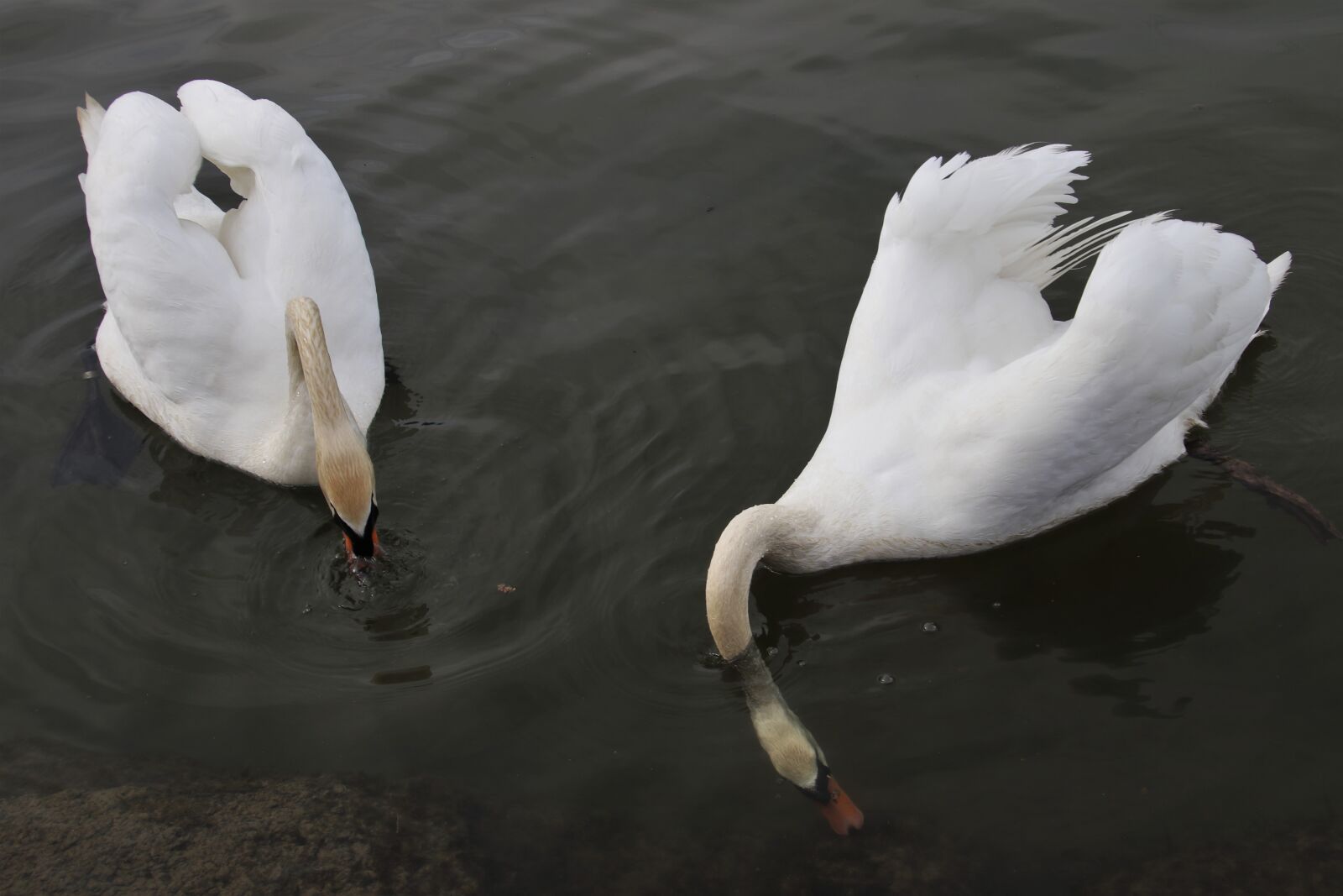 Canon EOS 80D sample photo. Mute swan, swim, white photography