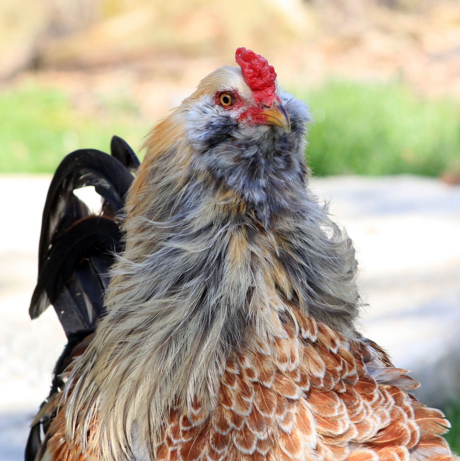 Canon EOS 500D (EOS Rebel T1i / EOS Kiss X3) sample photo. Rooster, cockerel, chicken photography