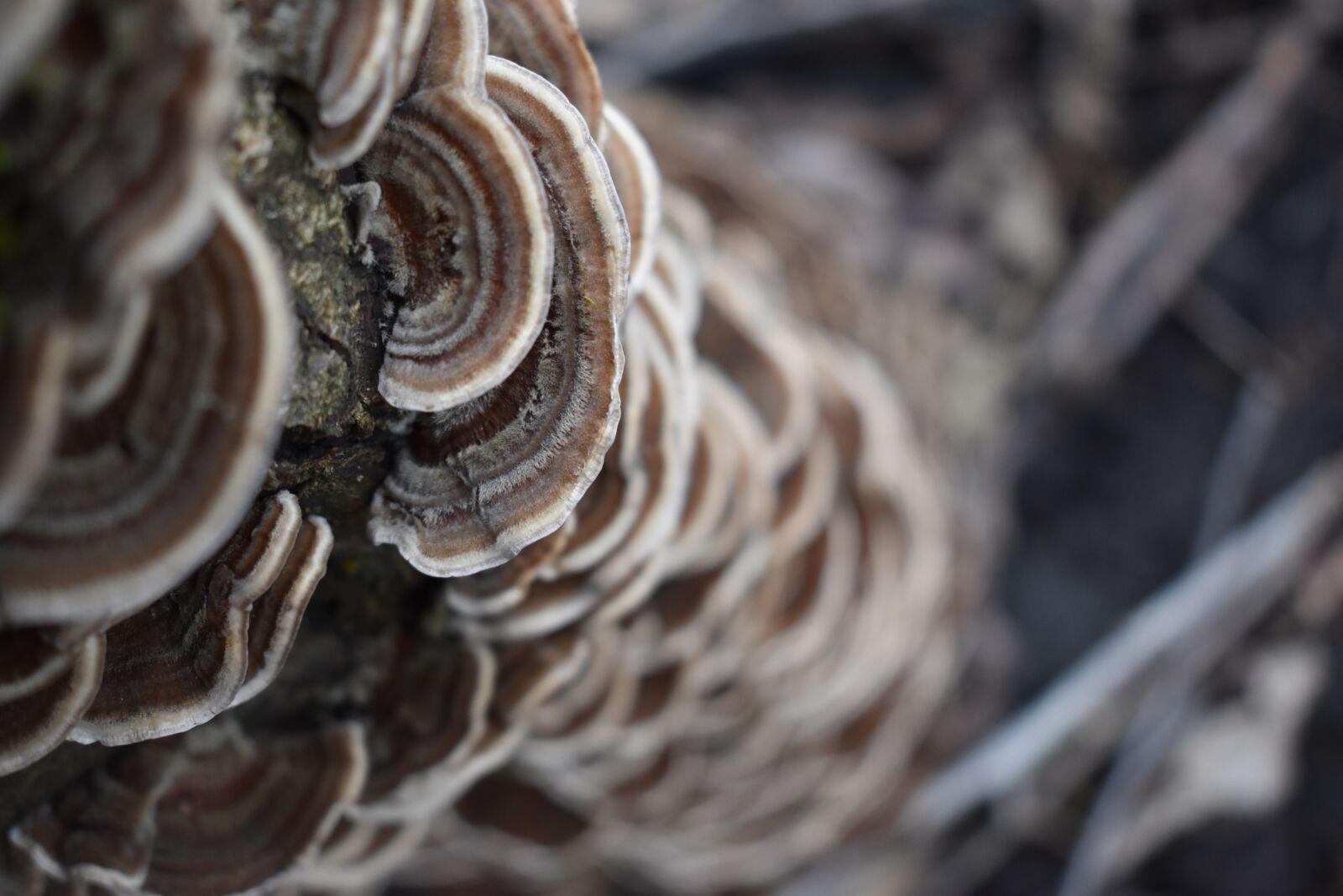 Nikon D3500 sample photo. Tree, mushroom, forest photography