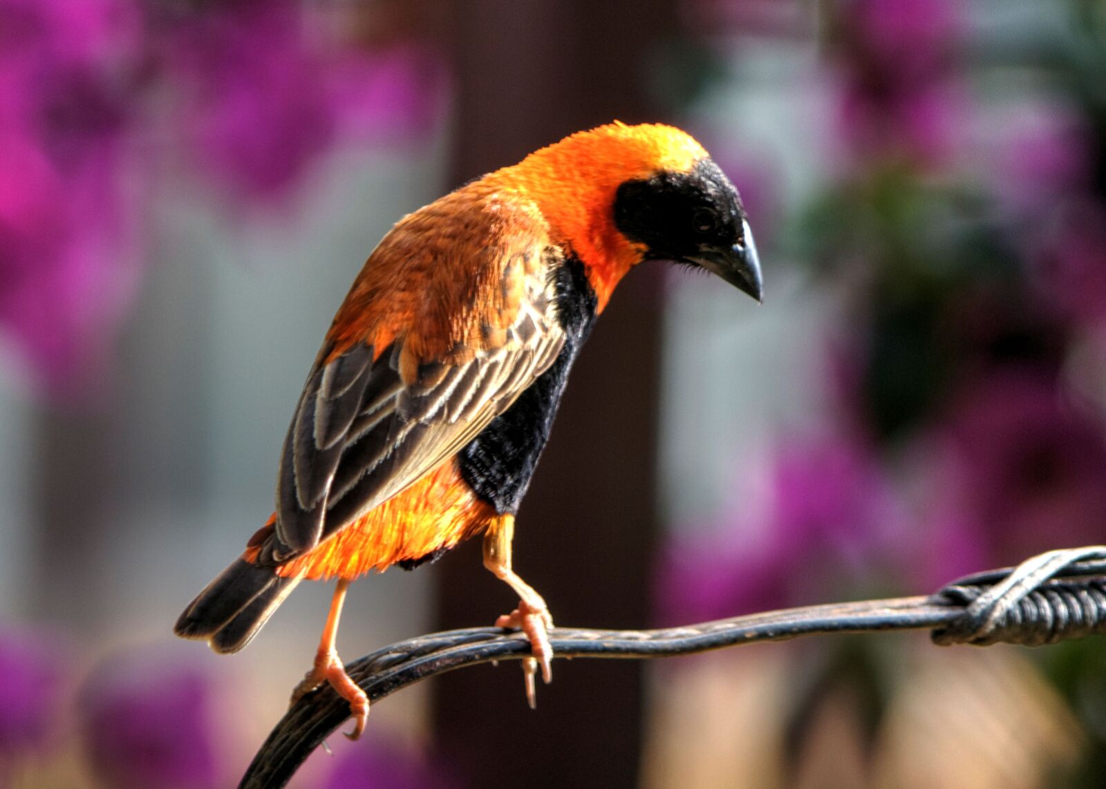 Nikon D90 sample photo. Finch, bird, garden photography