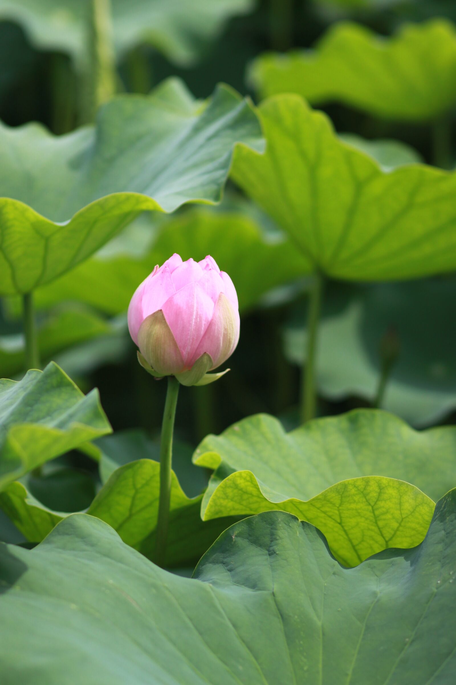 Canon EOS 500D (EOS Rebel T1i / EOS Kiss X3) sample photo. Kite, lotus, nature photography