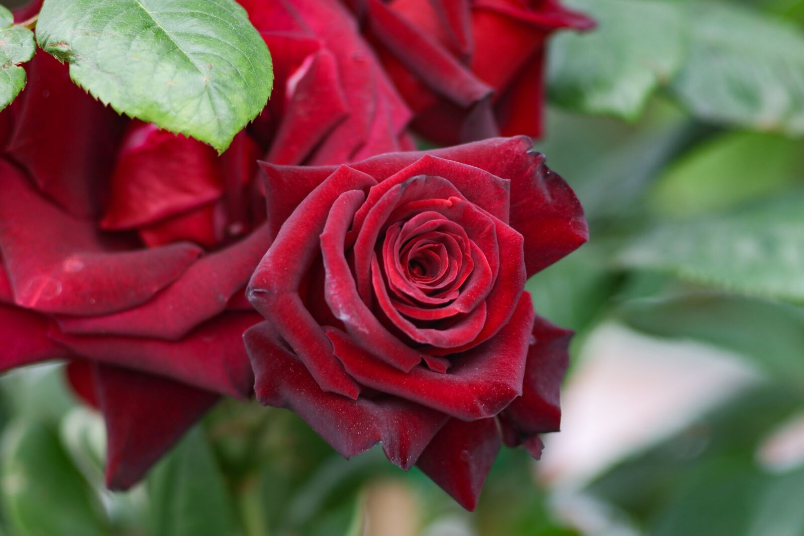 Canon EOS 77D (EOS 9000D / EOS 770D) sample photo. Rose, flowers, bouquet photography