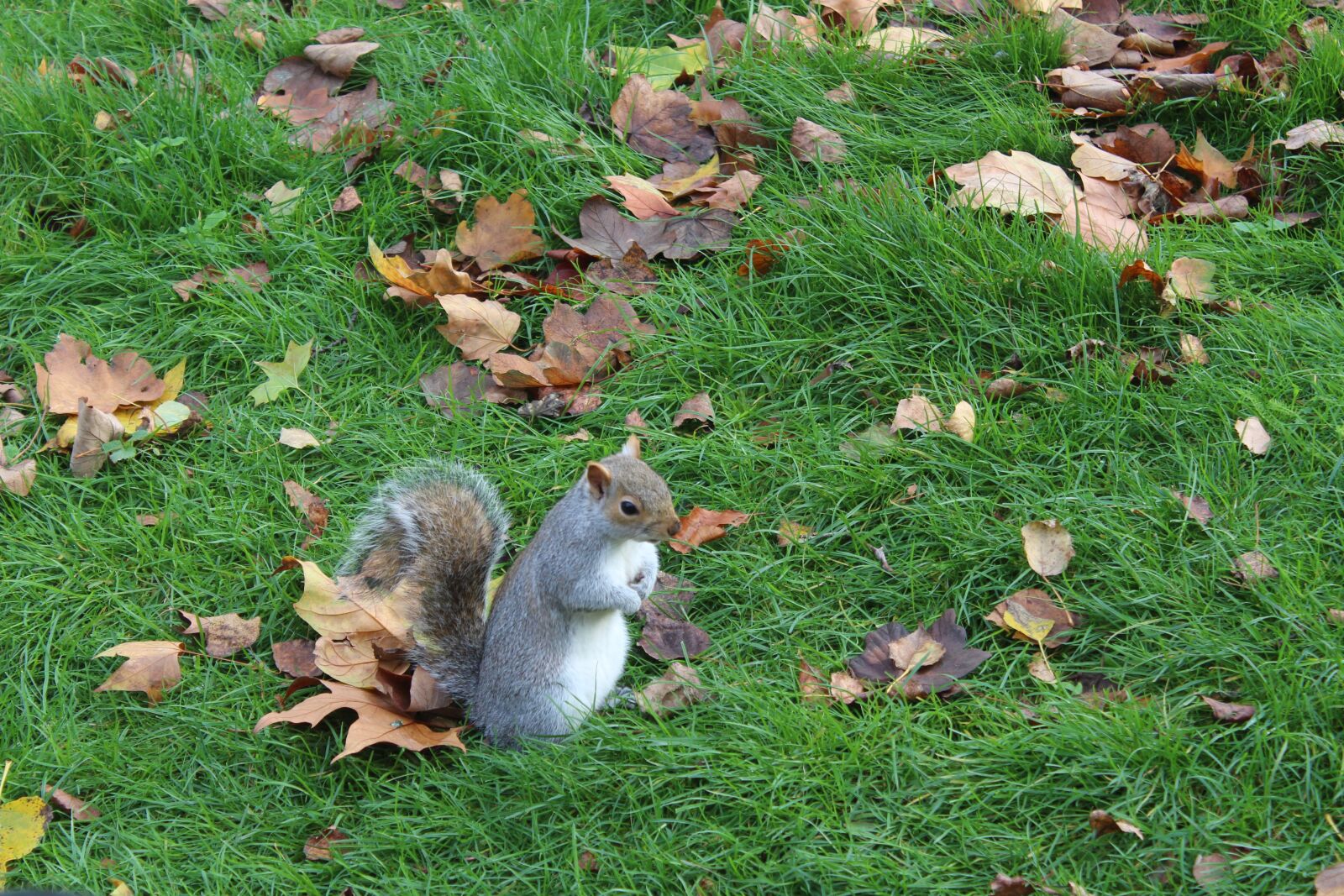 Canon EOS 650D (EOS Rebel T4i / EOS Kiss X6i) sample photo. Squirrel, animal, nature photography