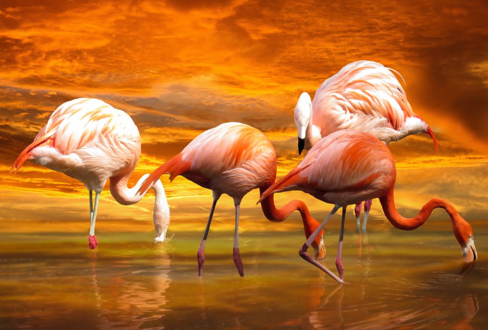 Canon PowerShot SX50 HS sample photo. Animals, birds, flamingo photography