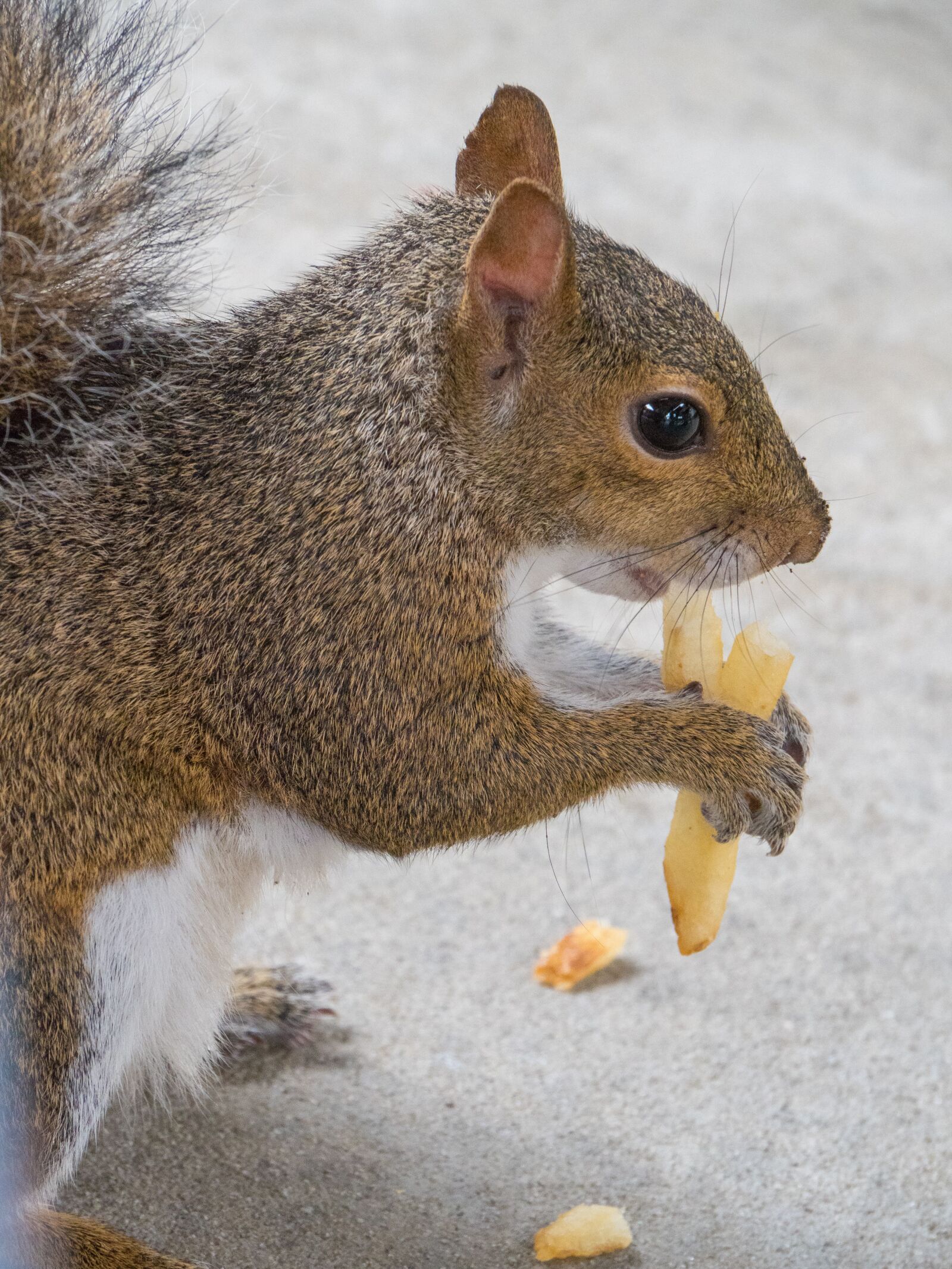 Olympus OM-D E-M1 Mark II sample photo. Squirrel, animal, eating photography
