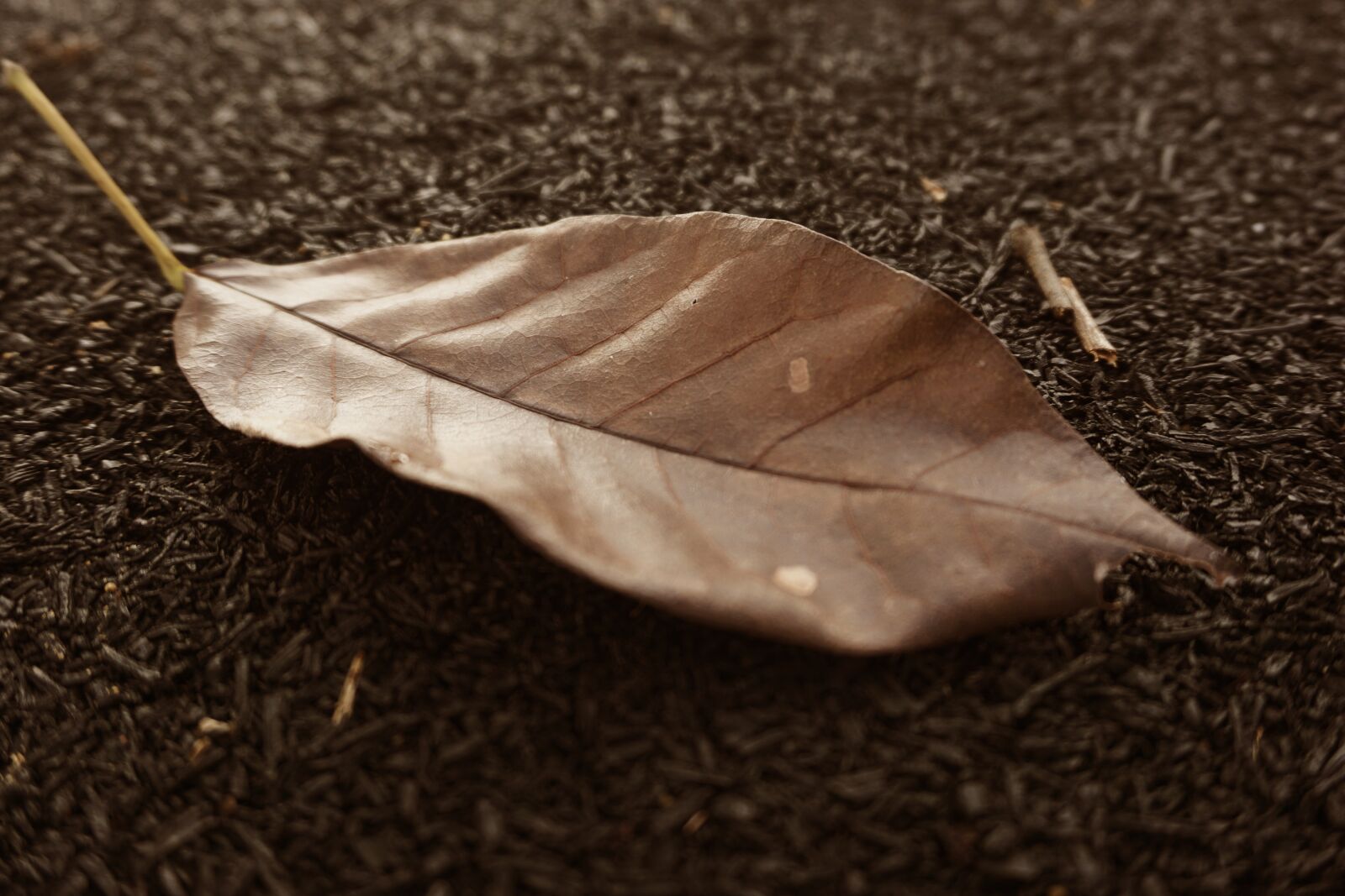 Sony a5100 sample photo. Leaf, old, nature photography