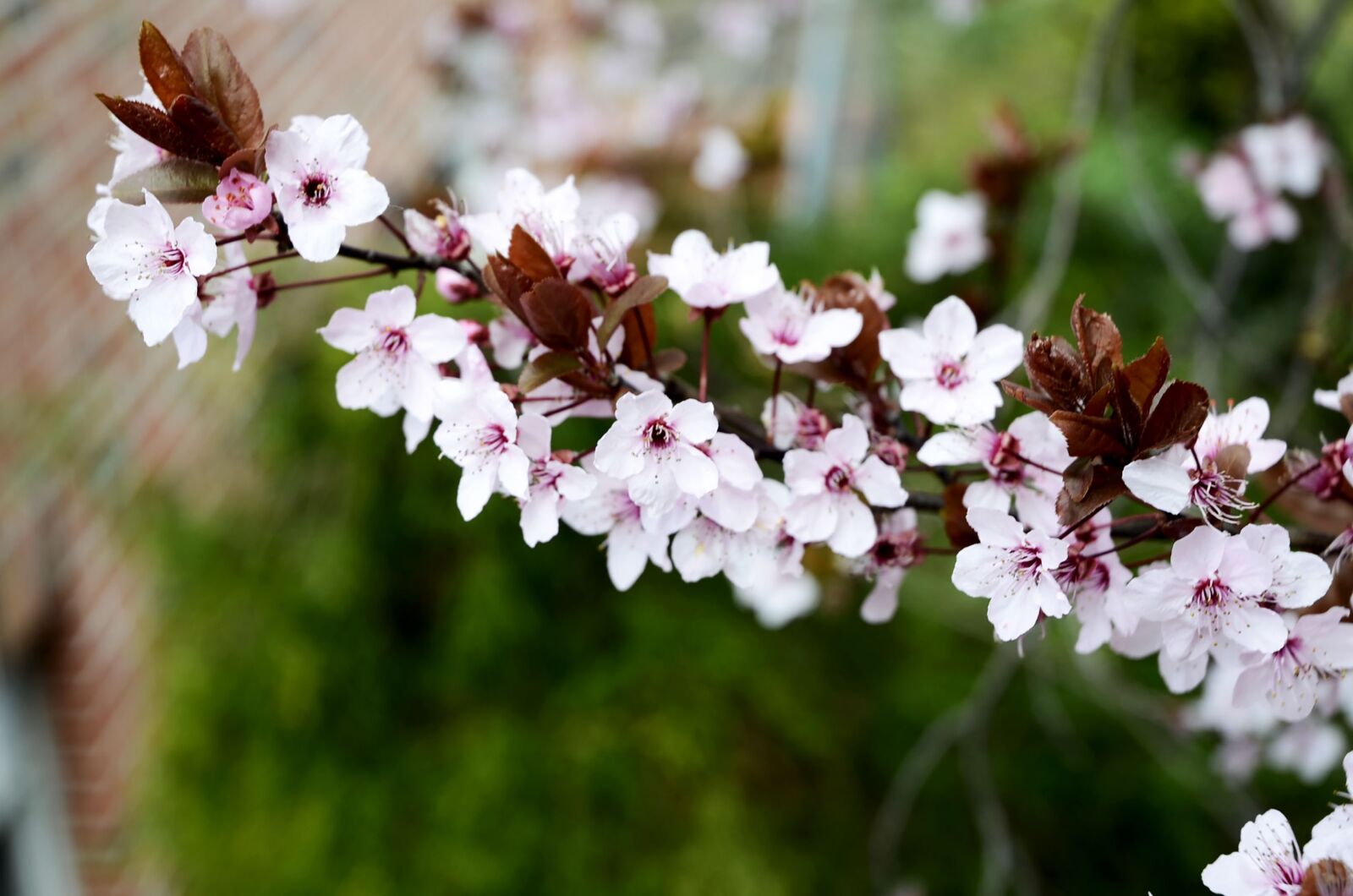 Nikon D7000 sample photo. Pink flowers, beech, spring photography