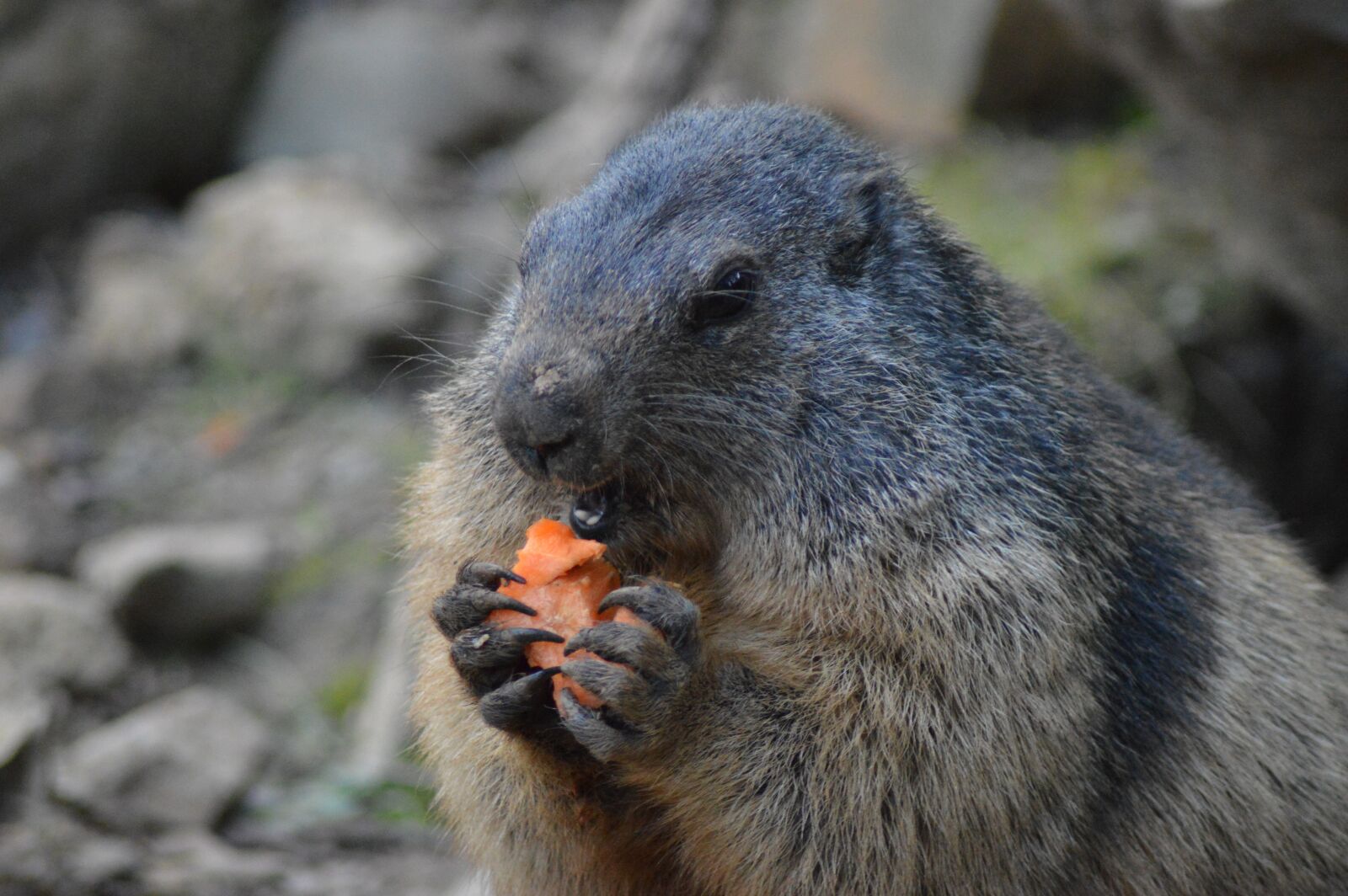 Nikon D3200 sample photo. Marmot, belgium, animals photography