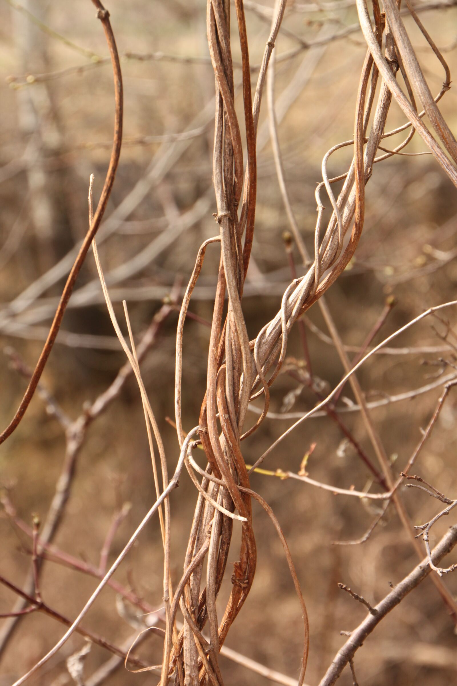 Canon EOS 500D (EOS Rebel T1i / EOS Kiss X3) sample photo. Beard, clematis, curled photography