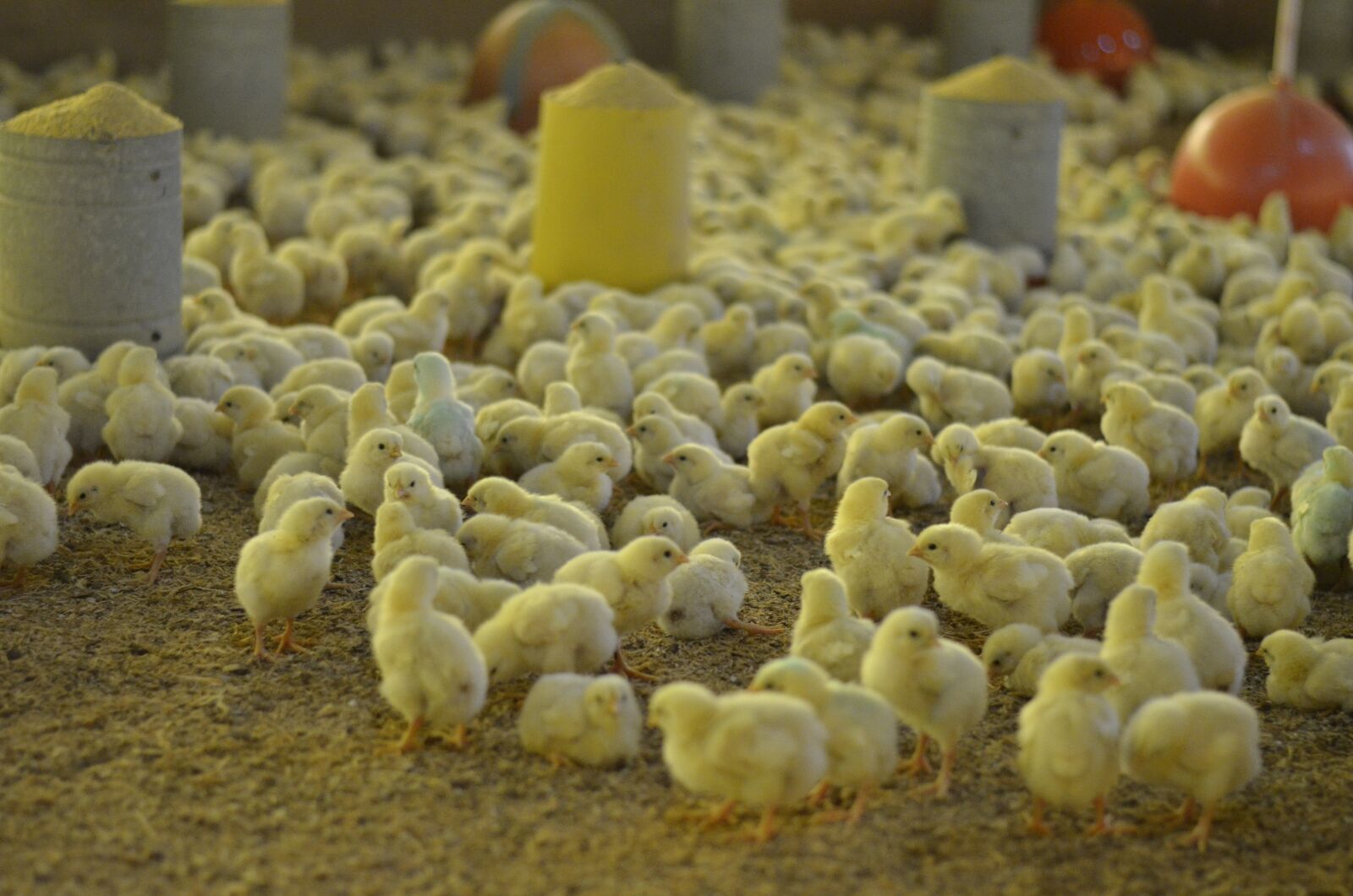 Nikon D7000 sample photo. Chick, yellow, chicken photography