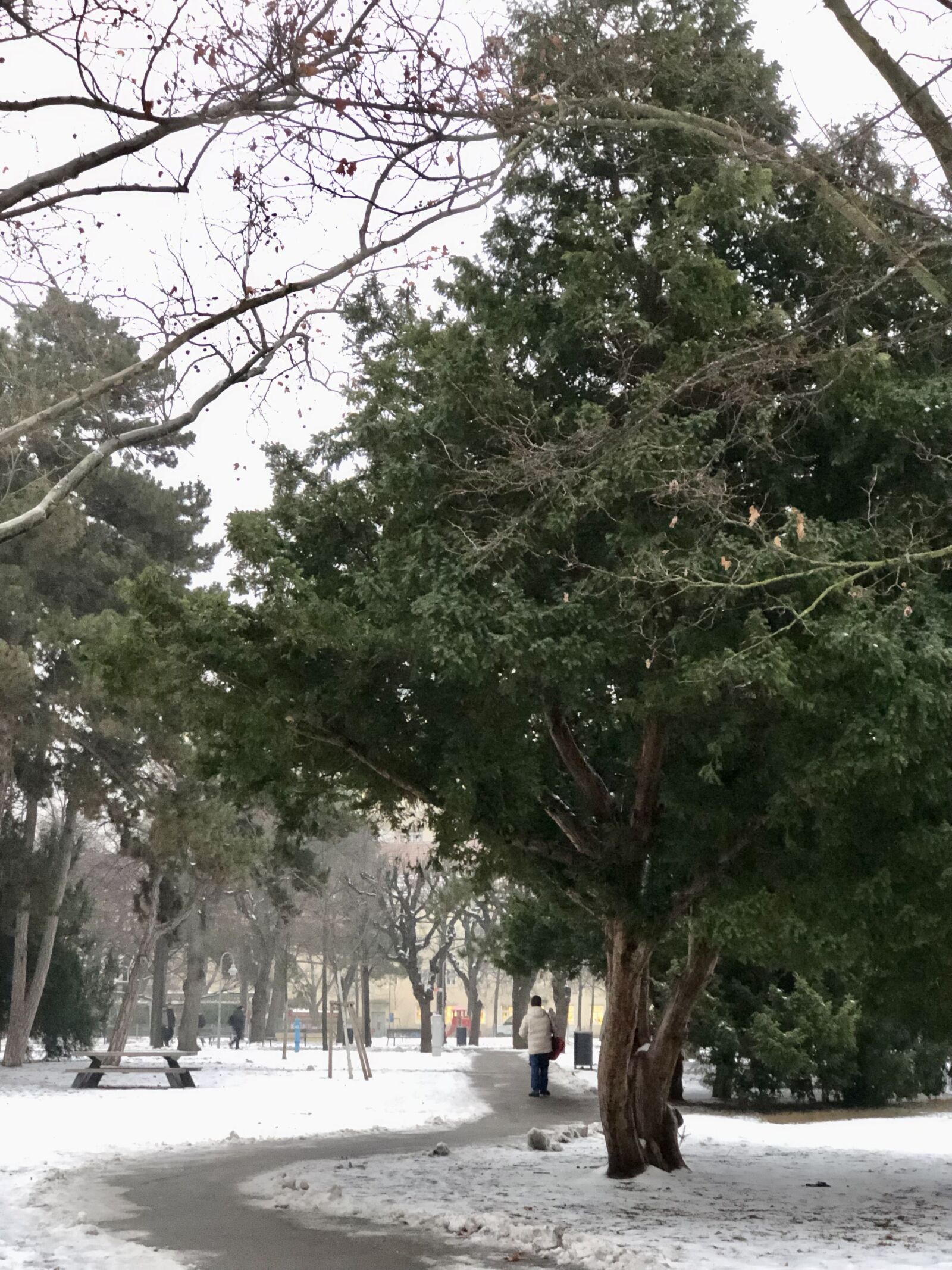 Apple iPhone 8 Plus sample photo