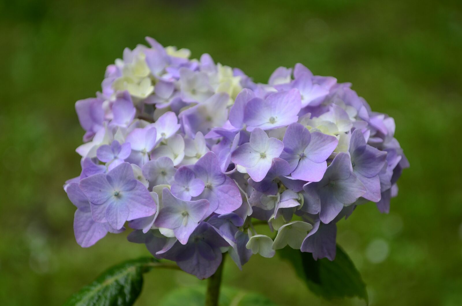 Nikon D5100 sample photo. Hydrangea, flower, lilac photography
