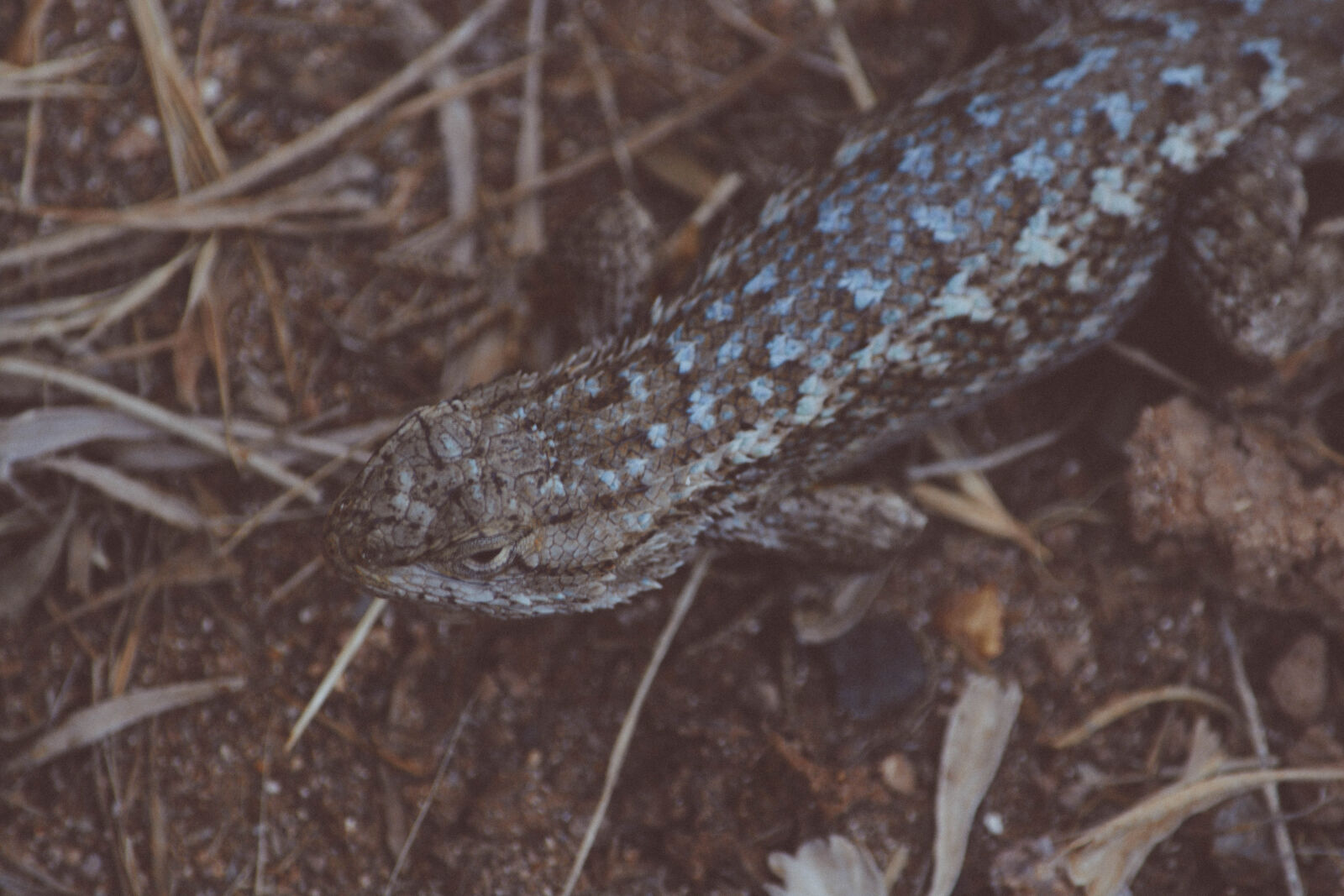 Nikon D5200 sample photo. Animal, close, up, color photography