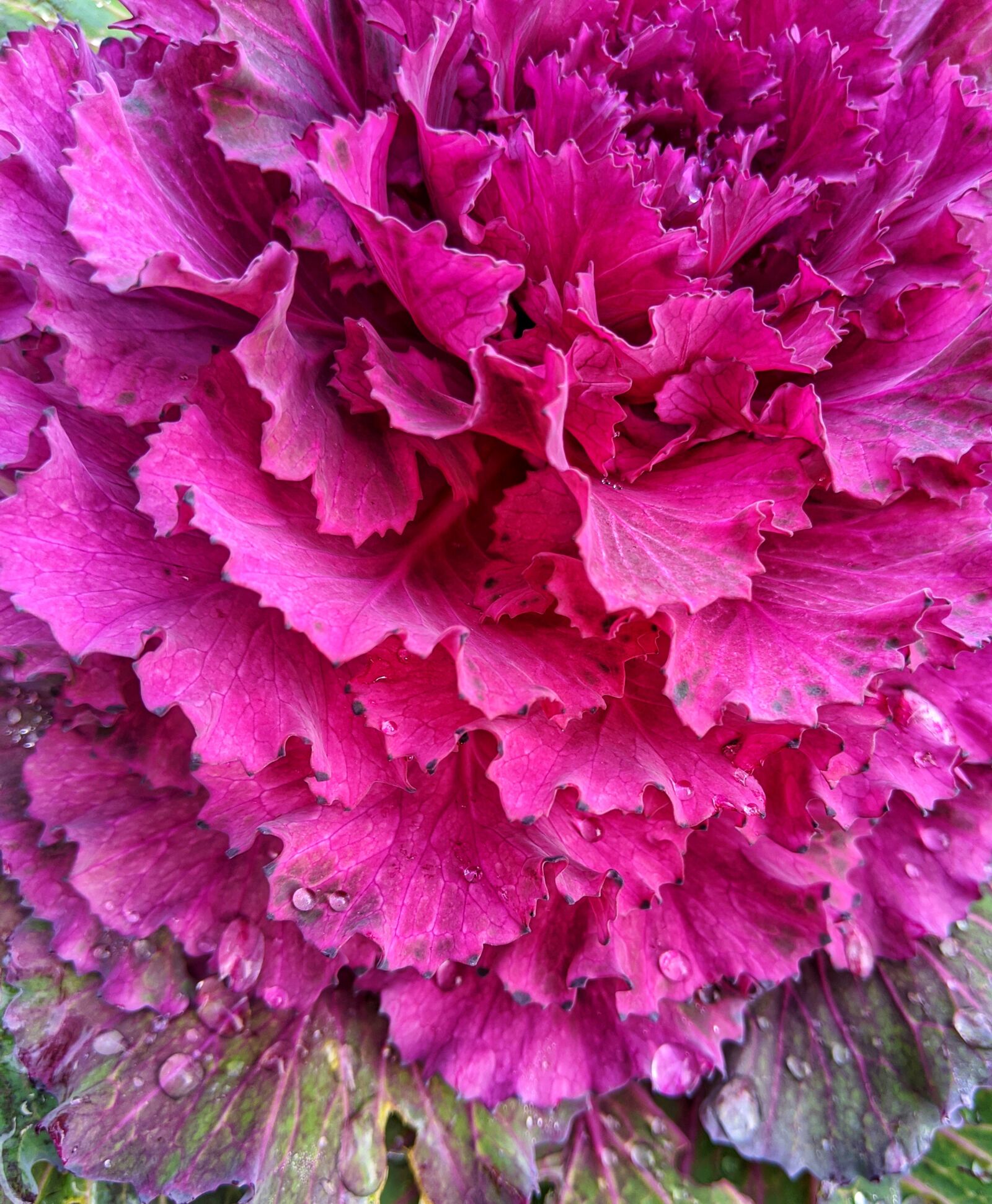 Google Pixel 3 XL sample photo. Ornamental cabbage, fuchsia, garden photography