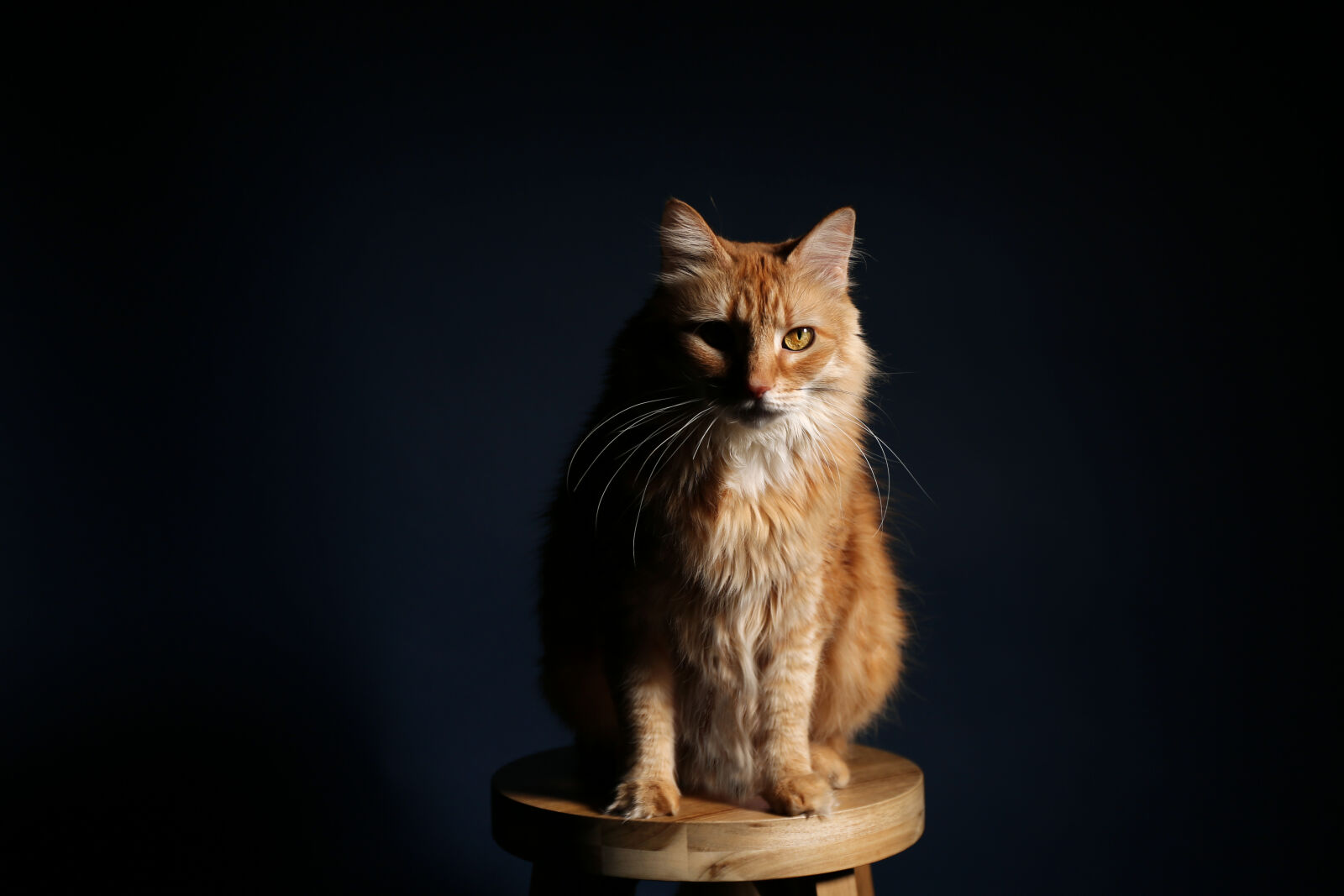 Canon EF 24-70mm F4L IS USM sample photo. Animal, cat, cute, dark photography