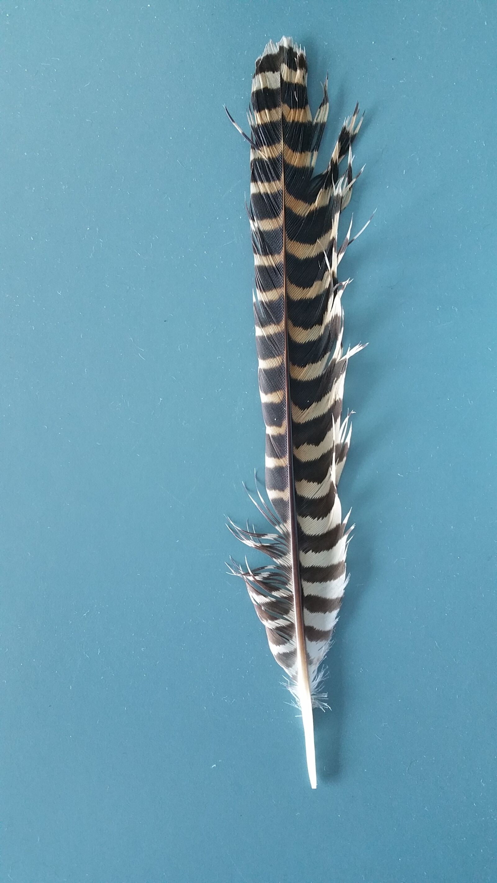 Samsung Galaxy Note4 sample photo. Blue background, feather, stripes photography