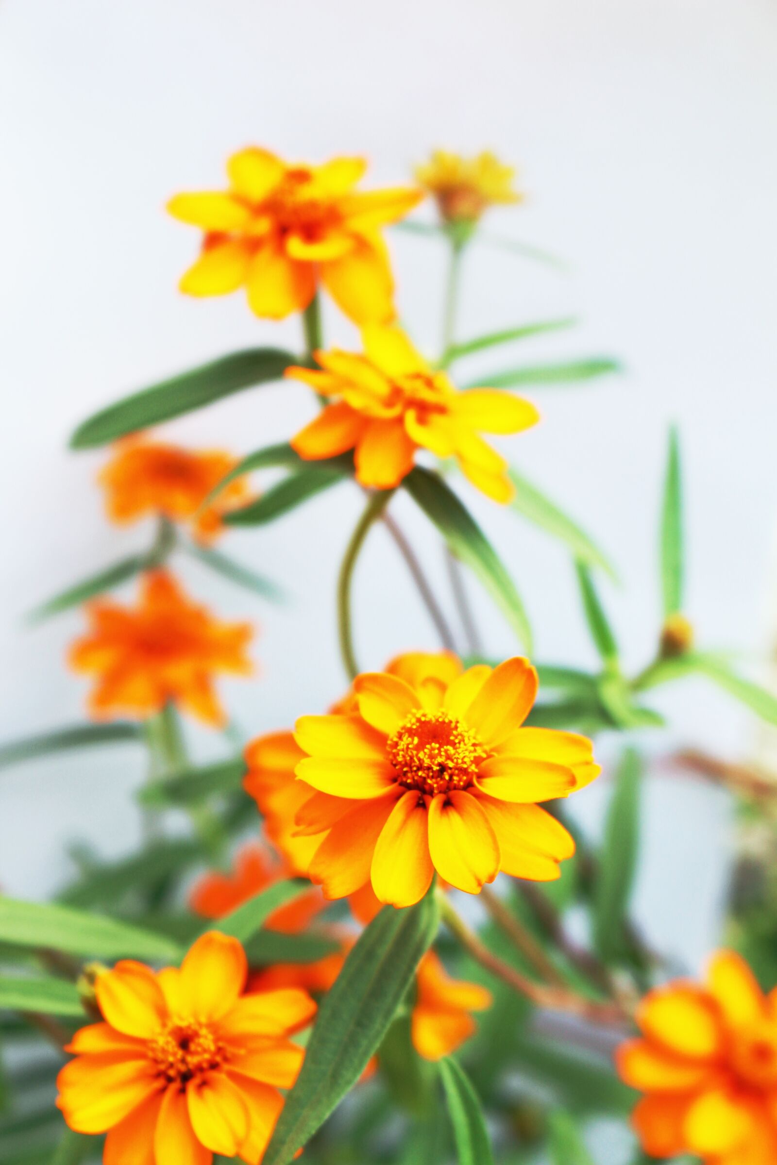 Canon EOS 700D (EOS Rebel T5i / EOS Kiss X7i) sample photo. Orange, flowers, gardening photography