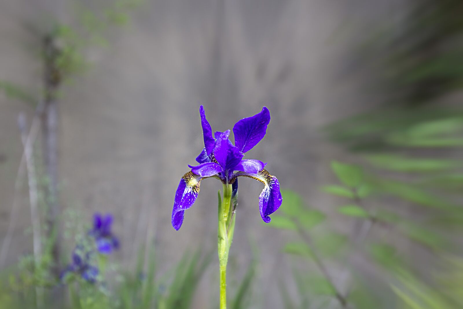 Canon EF 16-35mm F4L IS USM sample photo. Flowers, iris, nature photography