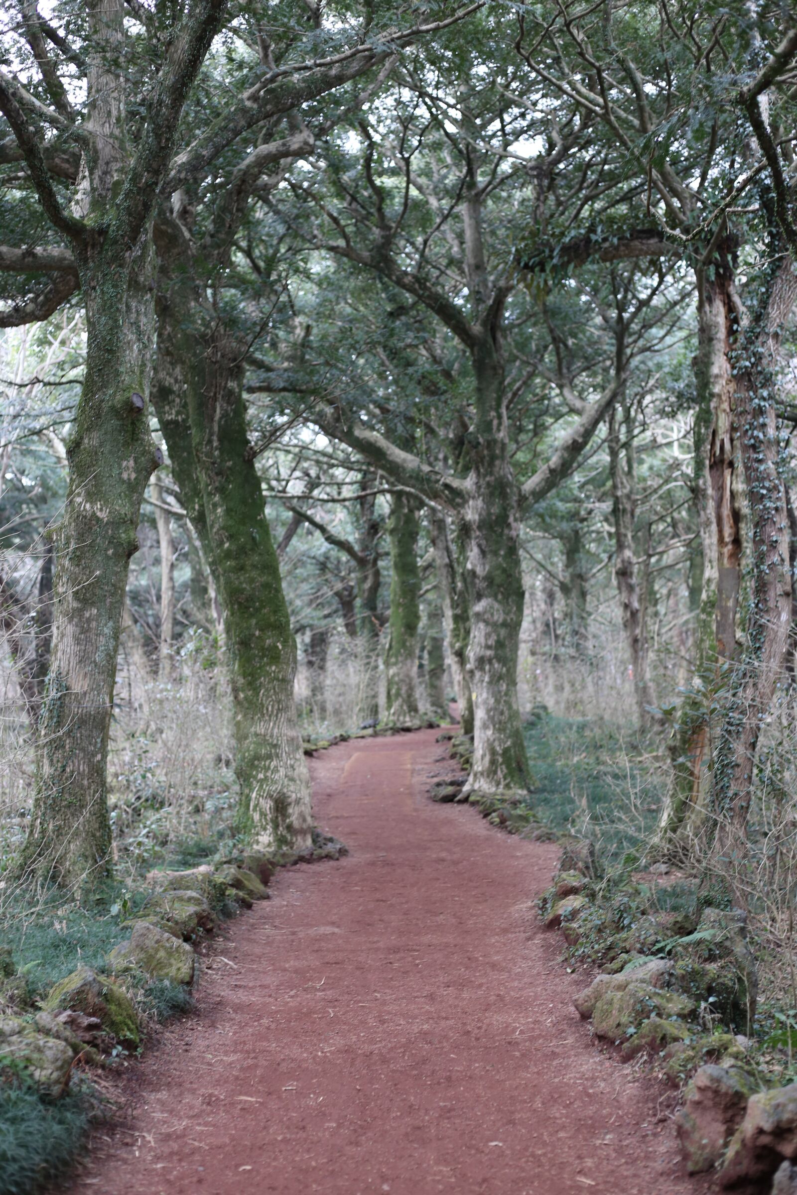 Canon EOS 6D + Canon EF 50mm F1.8 STM sample photo. Forest, 2020 2 august, jeju photography