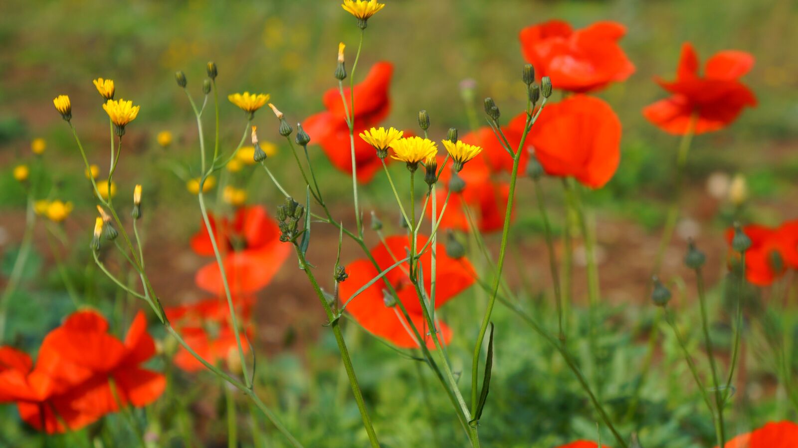 Sony Alpha a3000 + Sony E 18-55mm F3.5-5.6 OSS sample photo. Nature, plants, poppies photography