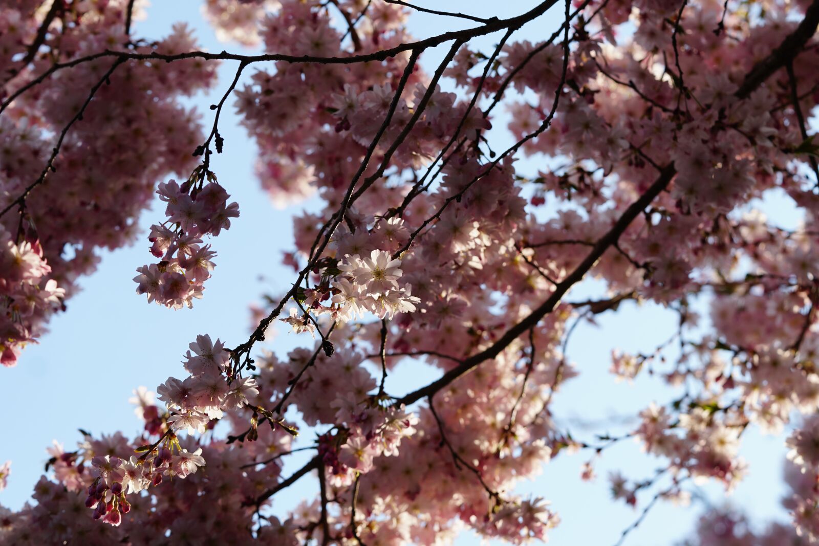 Sony a6500 sample photo. Cherry blossom, blossom, bloom photography