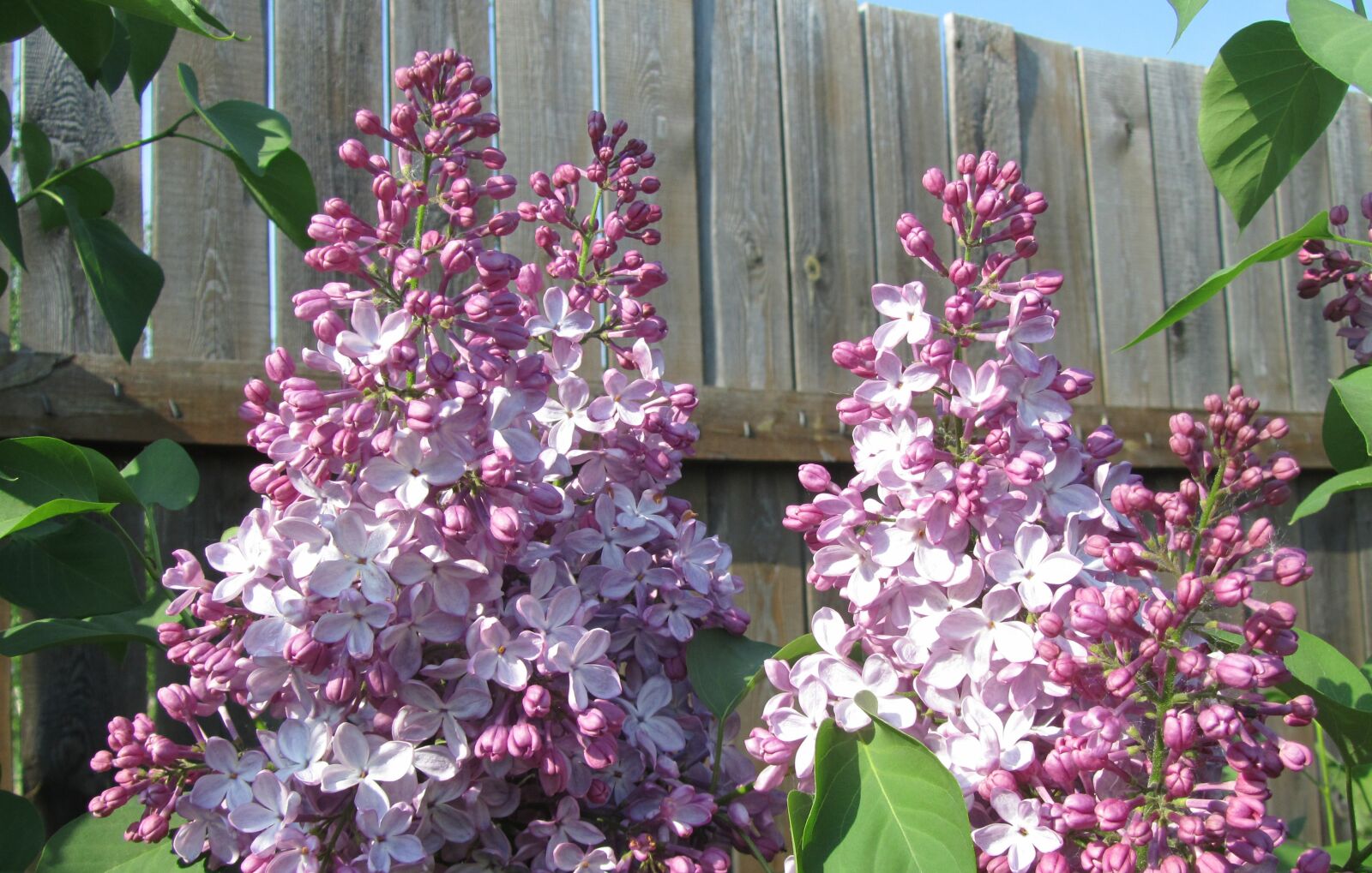 Canon PowerShot SX210 IS sample photo. Lilac, flowers, shrub photography