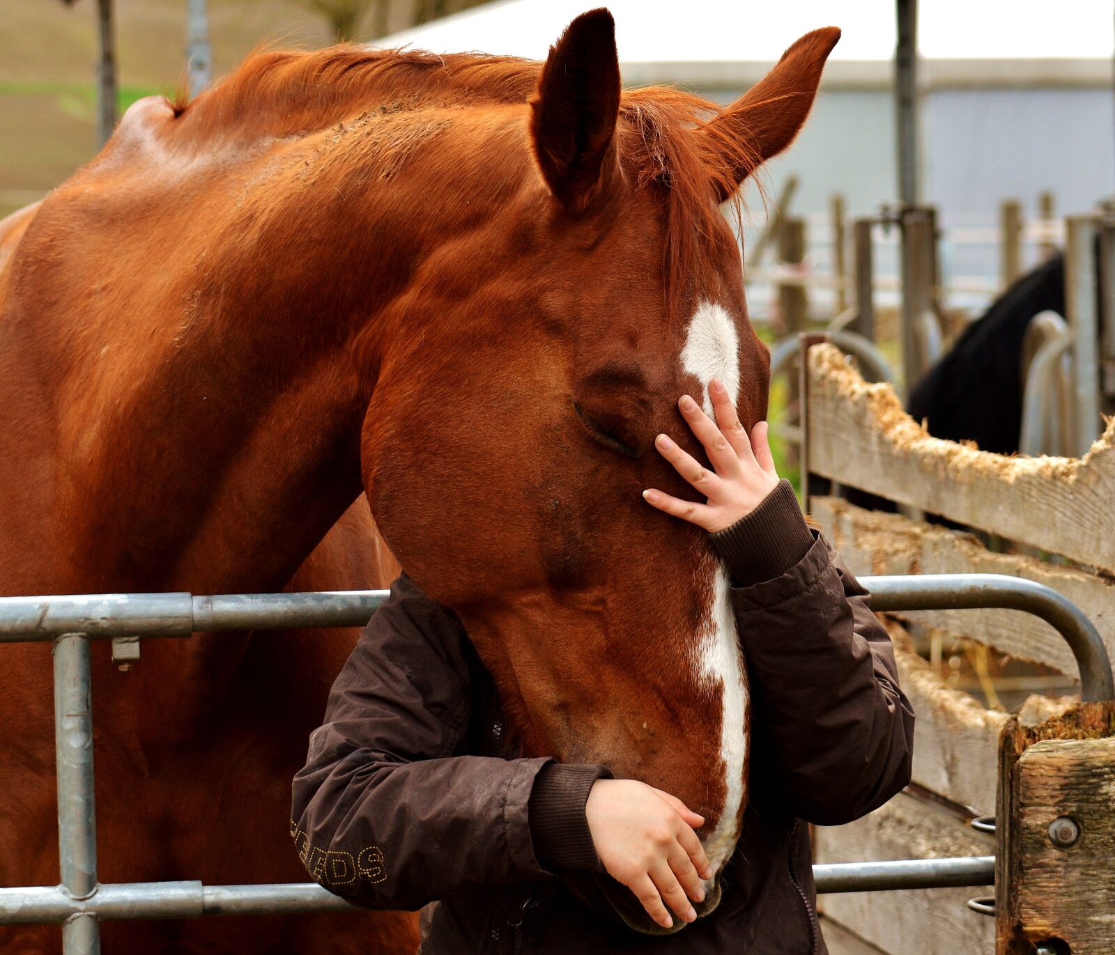 Nikon D3200 sample photo. Love for animals, friendship photography