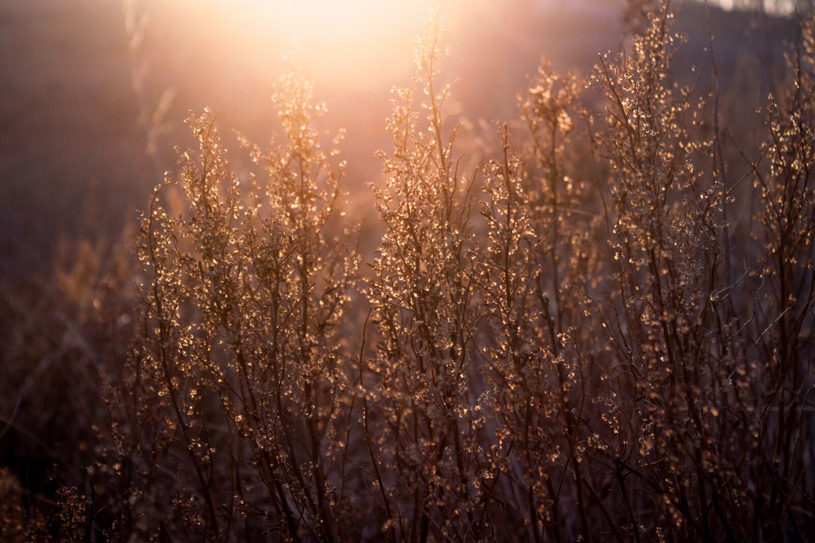 Canon EOS 1100D (EOS Rebel T3 / EOS Kiss X50) sample photo. Sunset, sun, grass photography