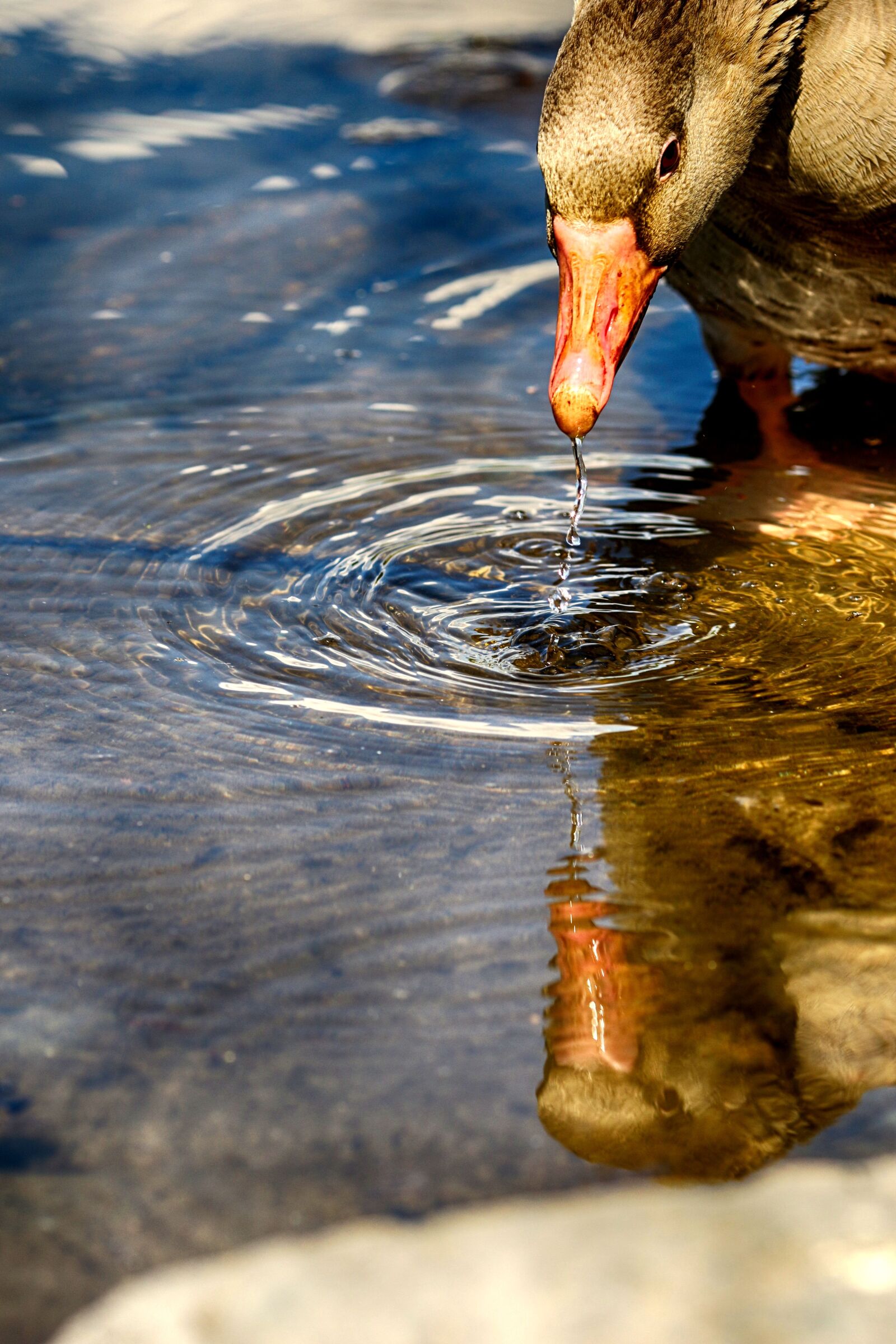 Canon EOS 7D Mark II + Canon EF 135mm F2L USM sample photo. Goose, water, nature photography