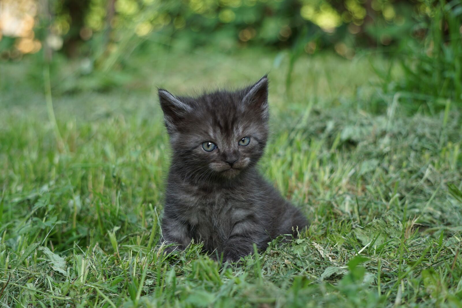 Sony E 55-210mm F4.5-6.3 OSS sample photo. Cat, young, kitten photography