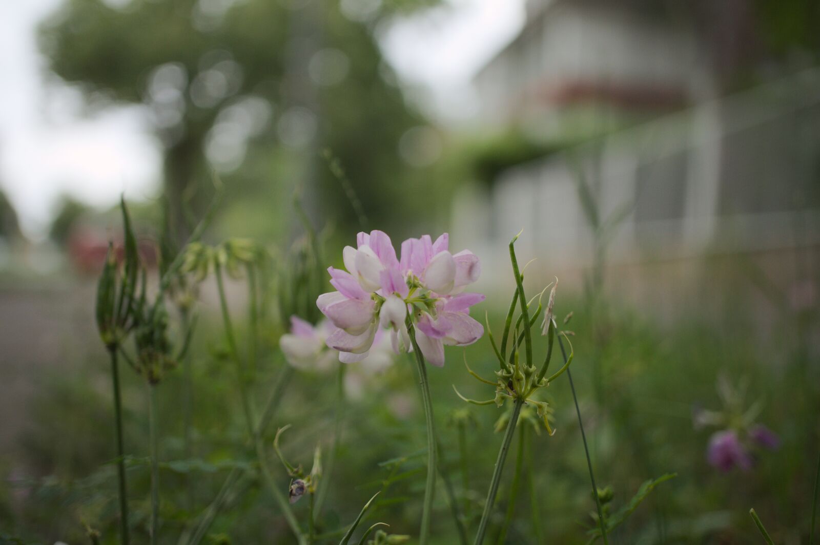 Sony Alpha NEX-3N + Sony E 30mm F3.5 Macro sample photo. Klee, flower, pink photography