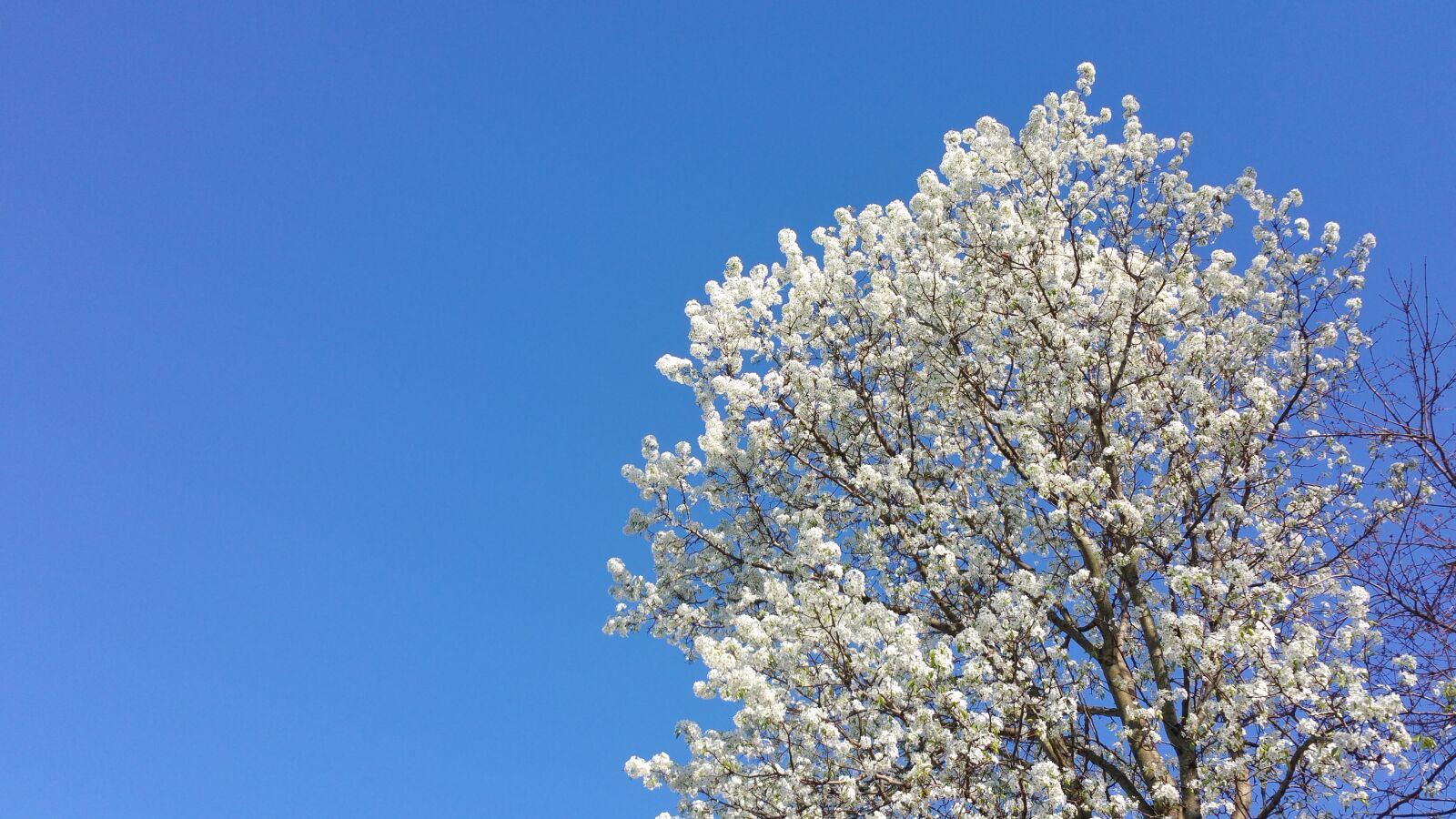 Samsung Galaxy Note4 sample photo. White, tree photography