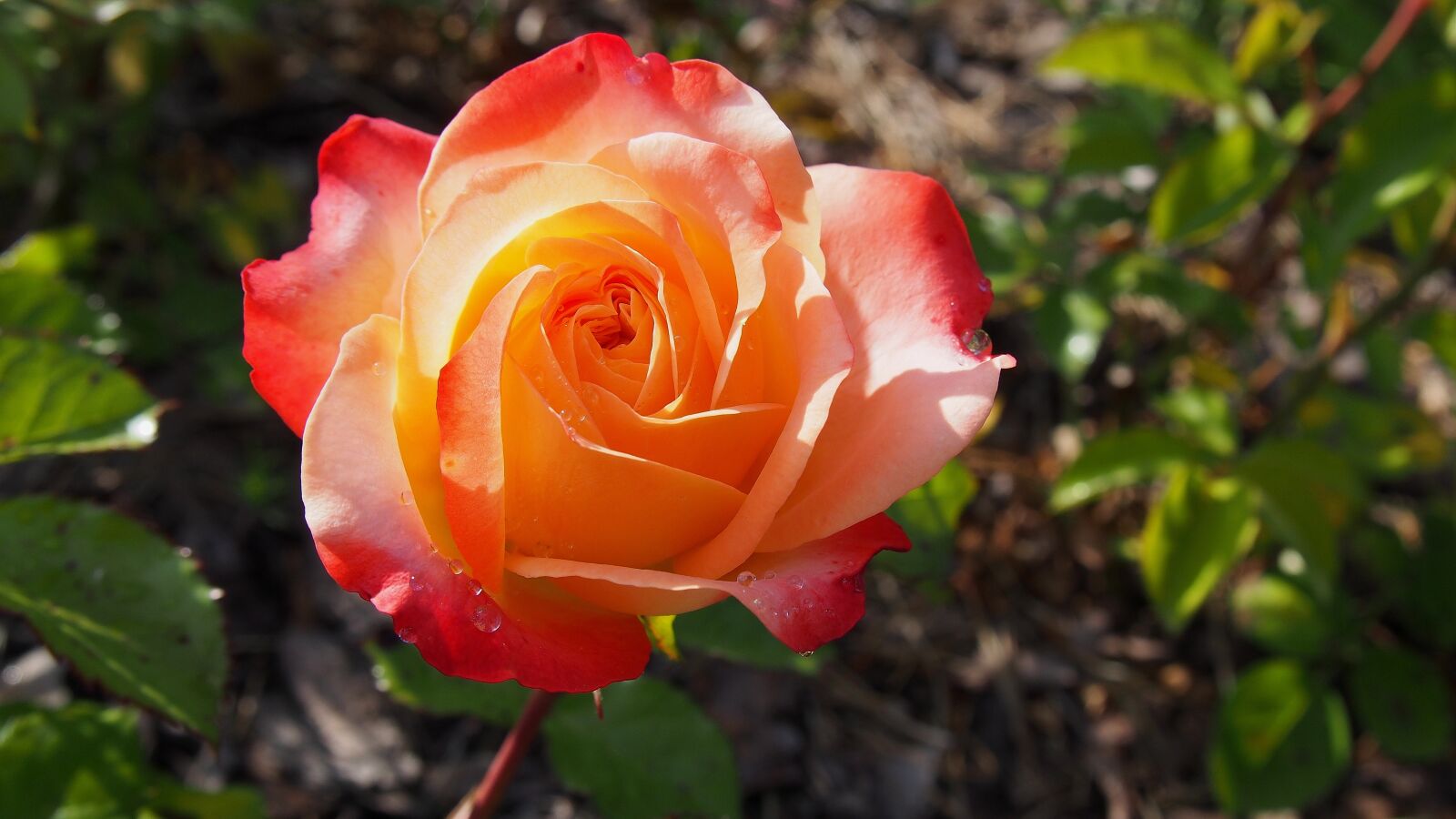 Olympus PEN E-PL6 sample photo. Rose, flower, blooms photography