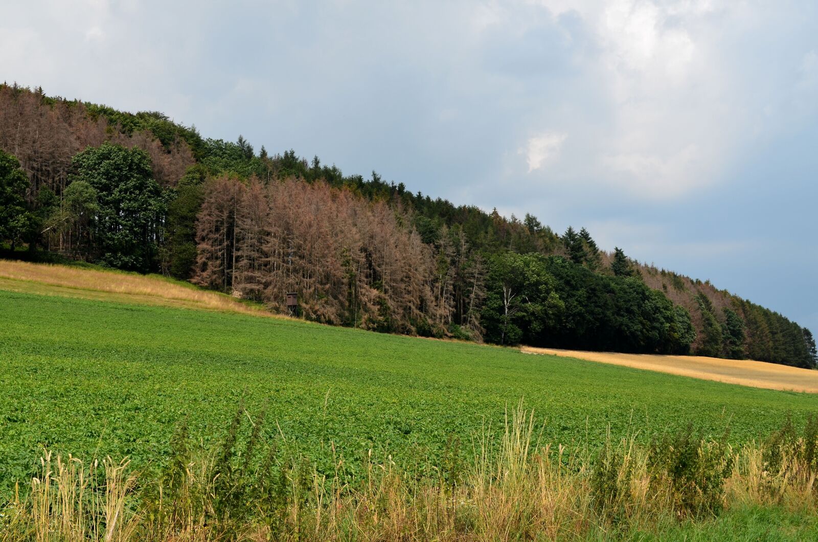 Nikon D5100 sample photo. Waldsterben, tree, dead plant photography