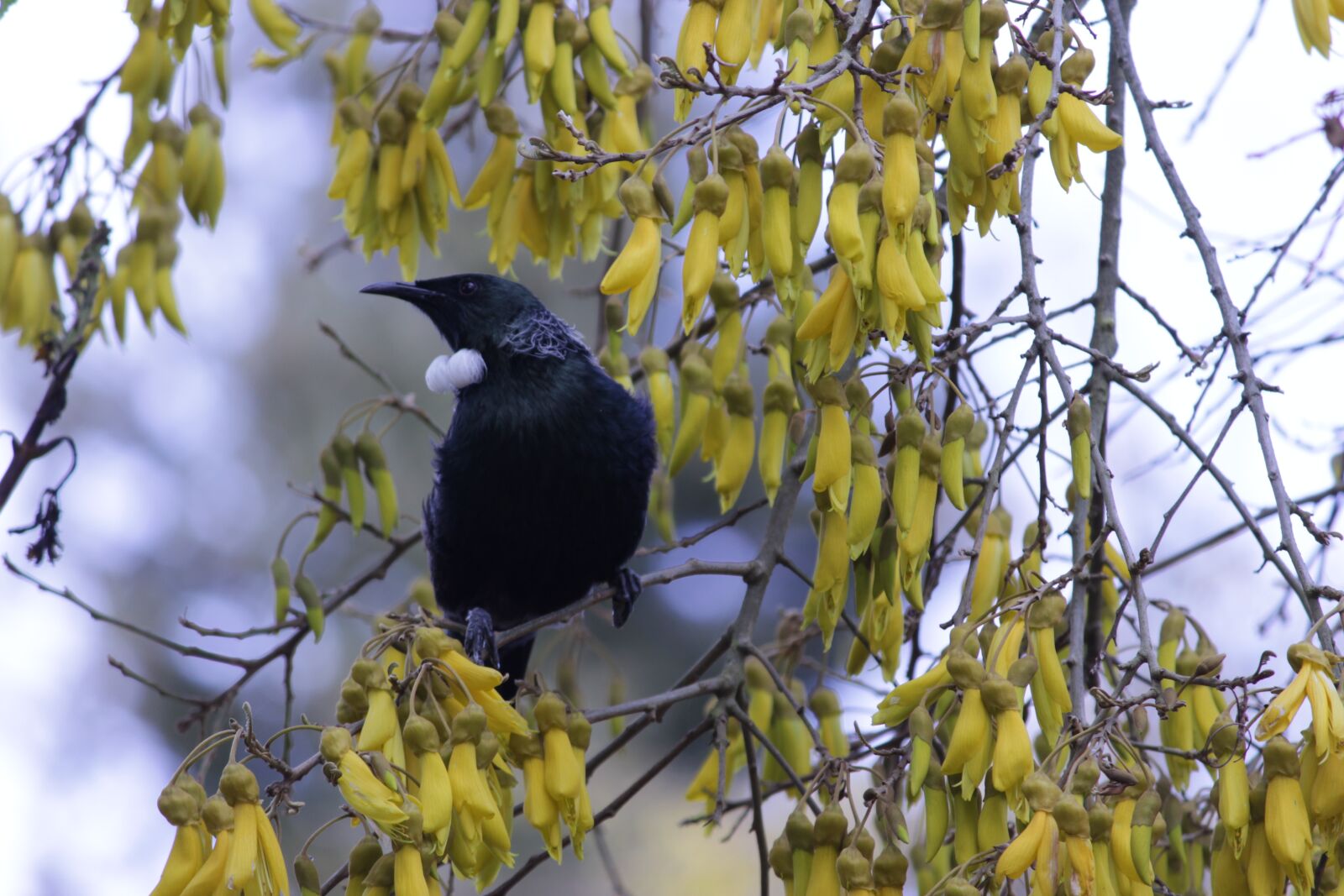Canon EOS 700D (EOS Rebel T5i / EOS Kiss X7i) sample photo. Bird, flowers, tree photography