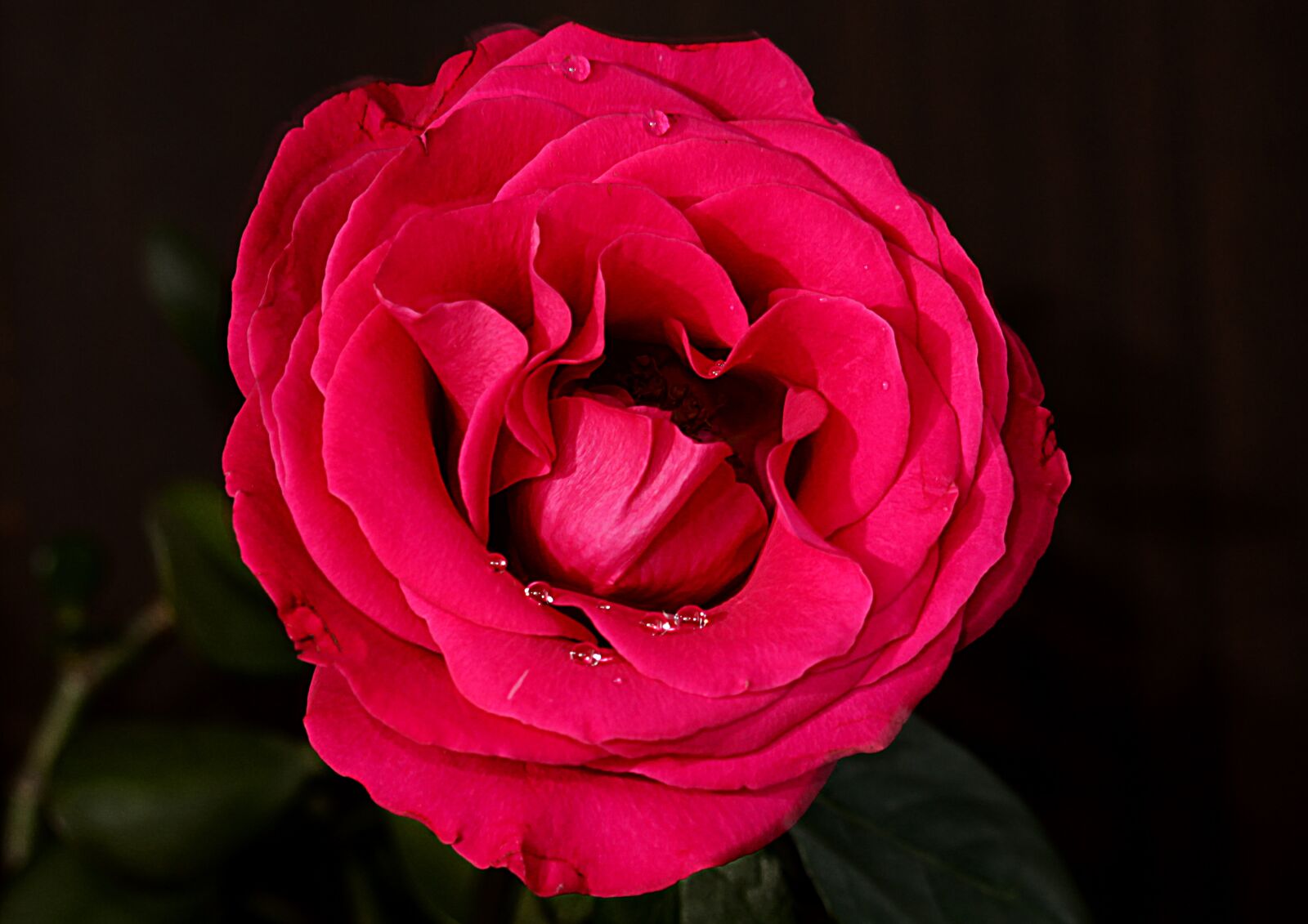 Canon EOS 1200D (EOS Rebel T5 / EOS Kiss X70 / EOS Hi) + Canon EF-S 55-250mm F4-5.6 IS STM sample photo. Rose, flower, drops photography