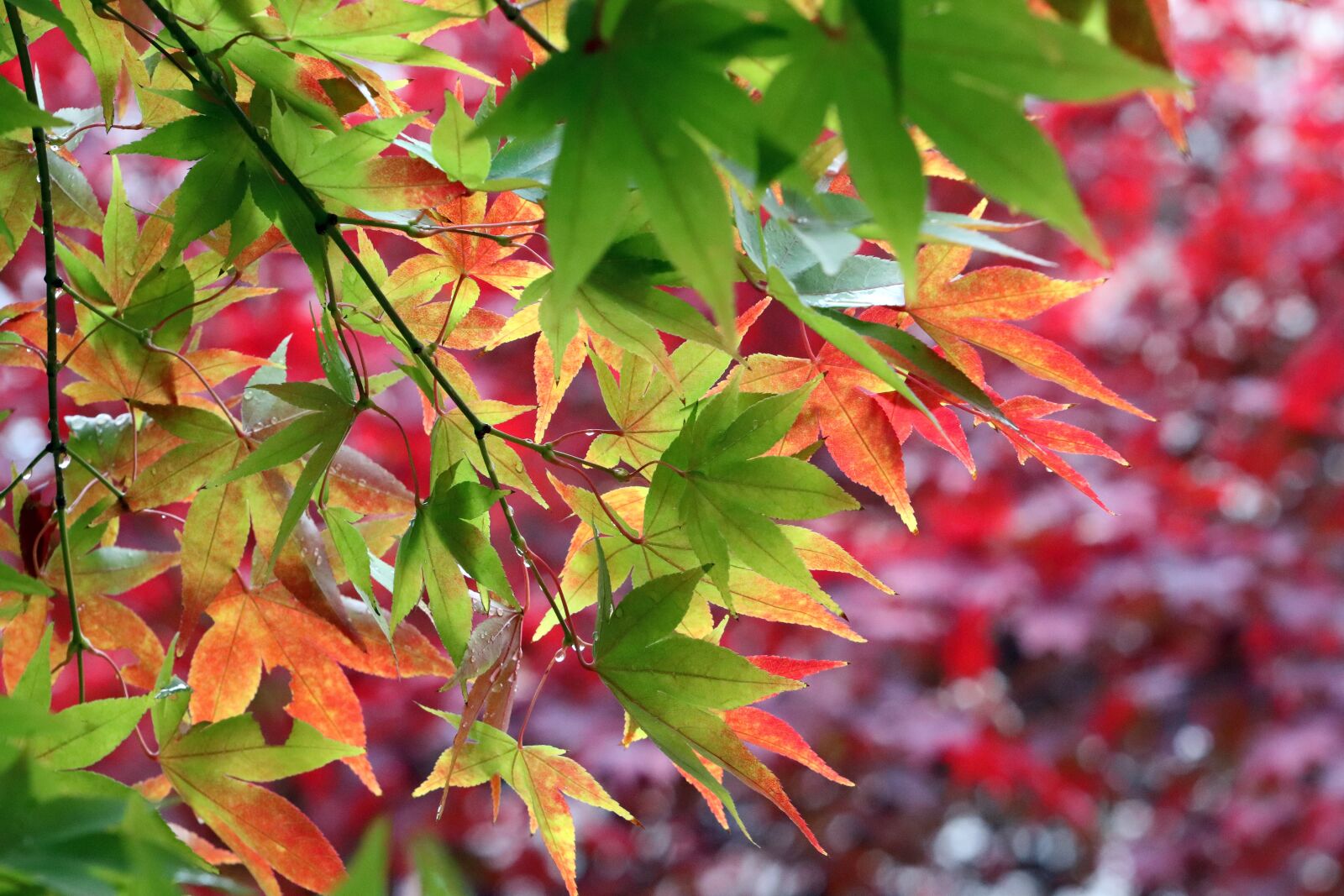 Canon EF 70-200mm F2.8L USM sample photo. Autumn leaves, maple, autumn photography