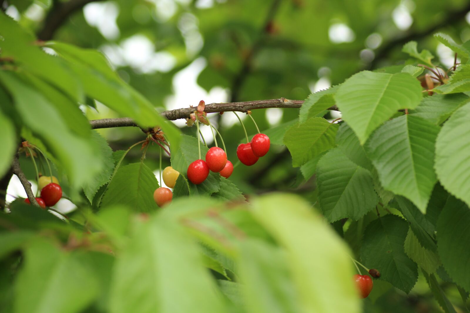 Canon EOS 1200D (EOS Rebel T5 / EOS Kiss X70 / EOS Hi) sample photo. Cherries, fruit tree, fruit photography
