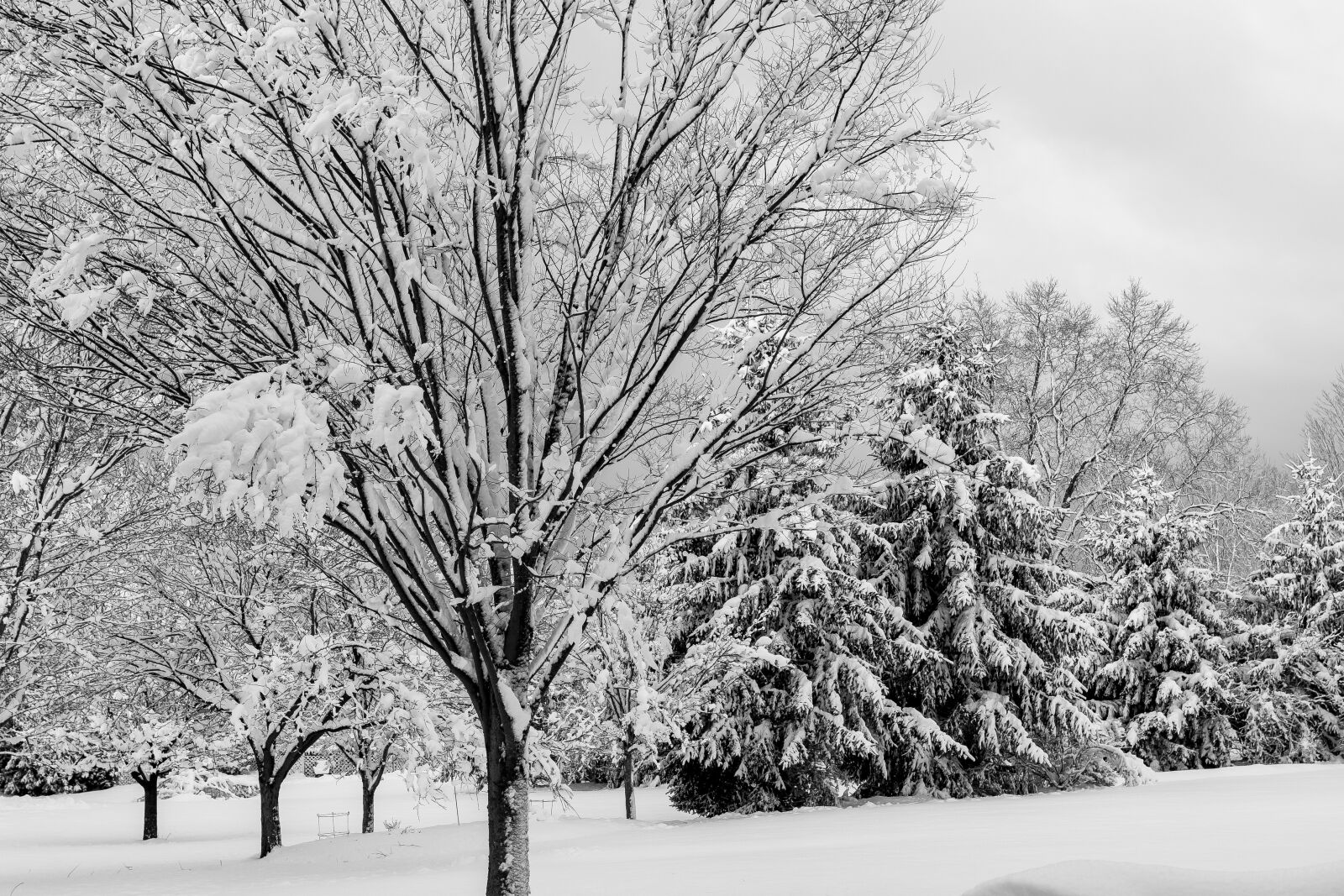 Tamron SP 24-70mm F2.8 Di VC USD sample photo. Winter, tree, snow photography