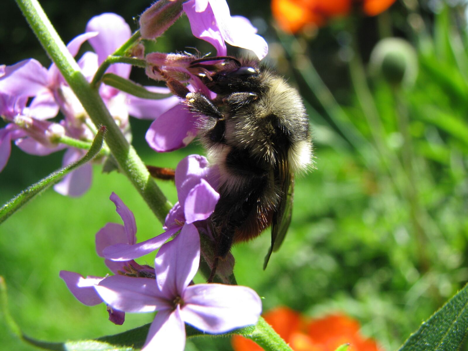 Canon POWERSHOT S5 IS sample photo. Bee, pollination, macro photography