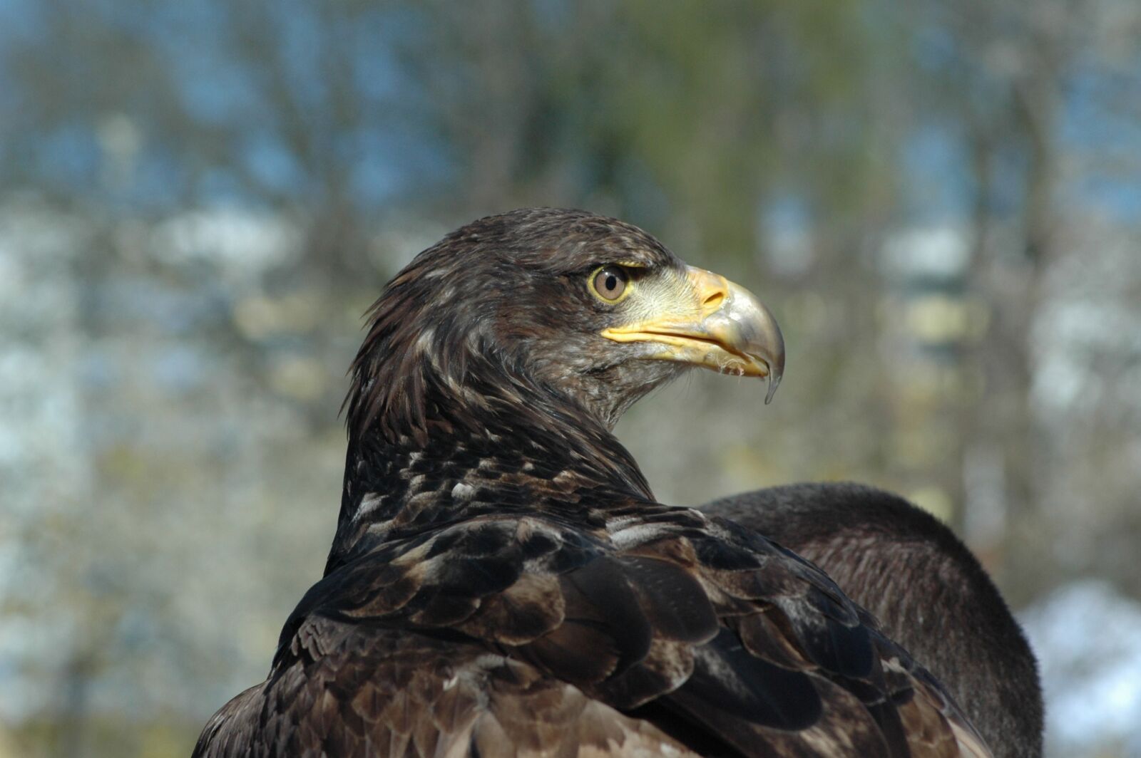 Nikon D70s sample photo. Eagle 3, raptor, observing photography
