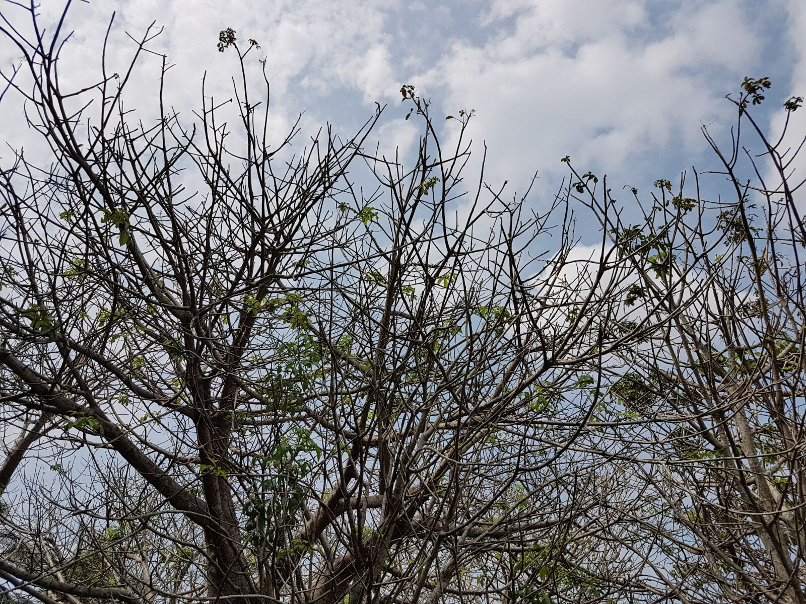 Samsung Galaxy S7 sample photo. Tree, branch, nature photography